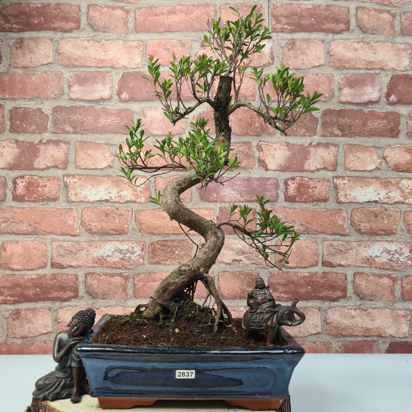 Brush Cherry (Syzygium) Bonsai Tree | Shaped | In 25cm Pot