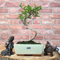 Chinese Pepper (Zanthoxylum Pipertum) Bonsai Tree | Shaped | In 15cm Pot