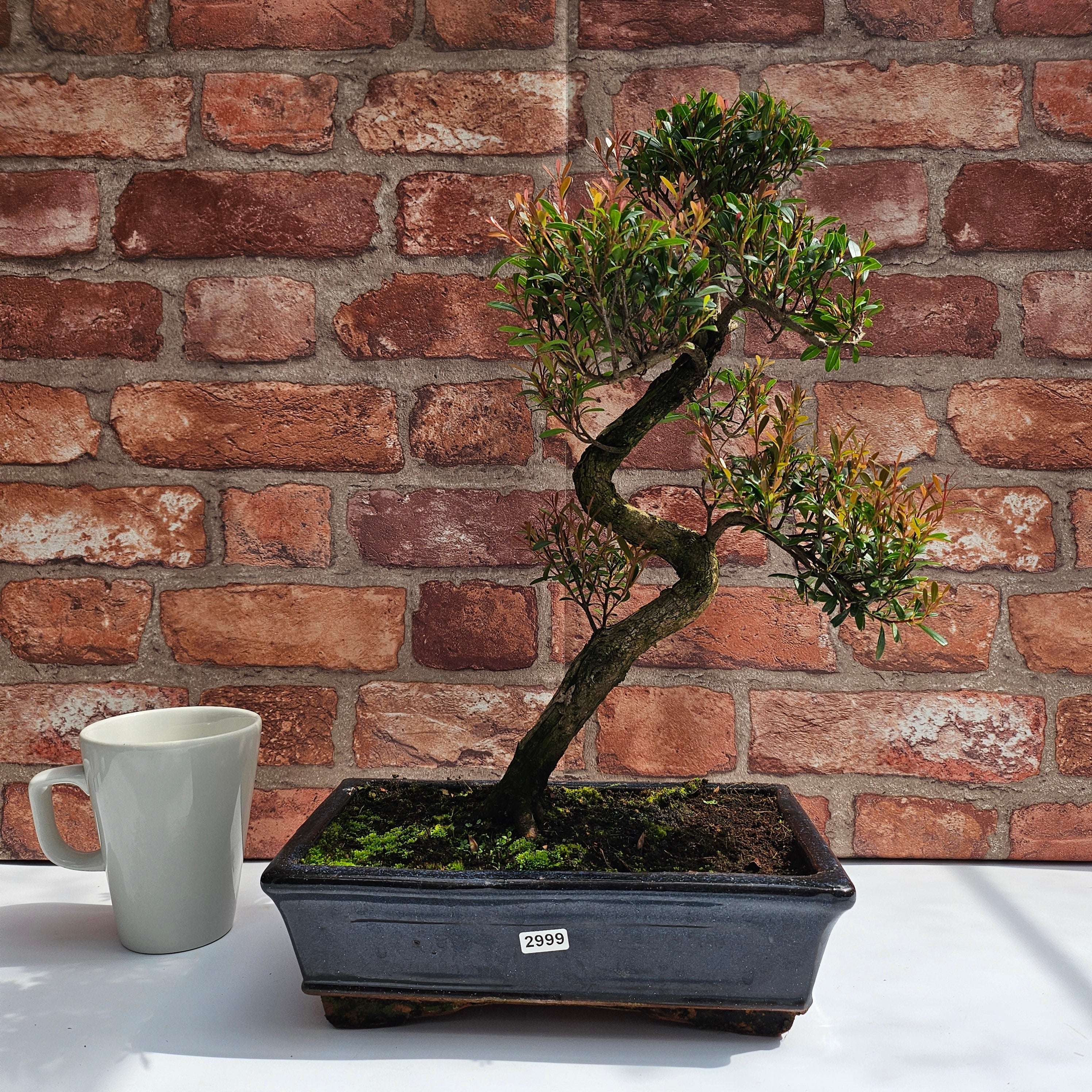 Brush Cherry (Syzygium) Bonsai Tree | Shaped | In 25cm Pot