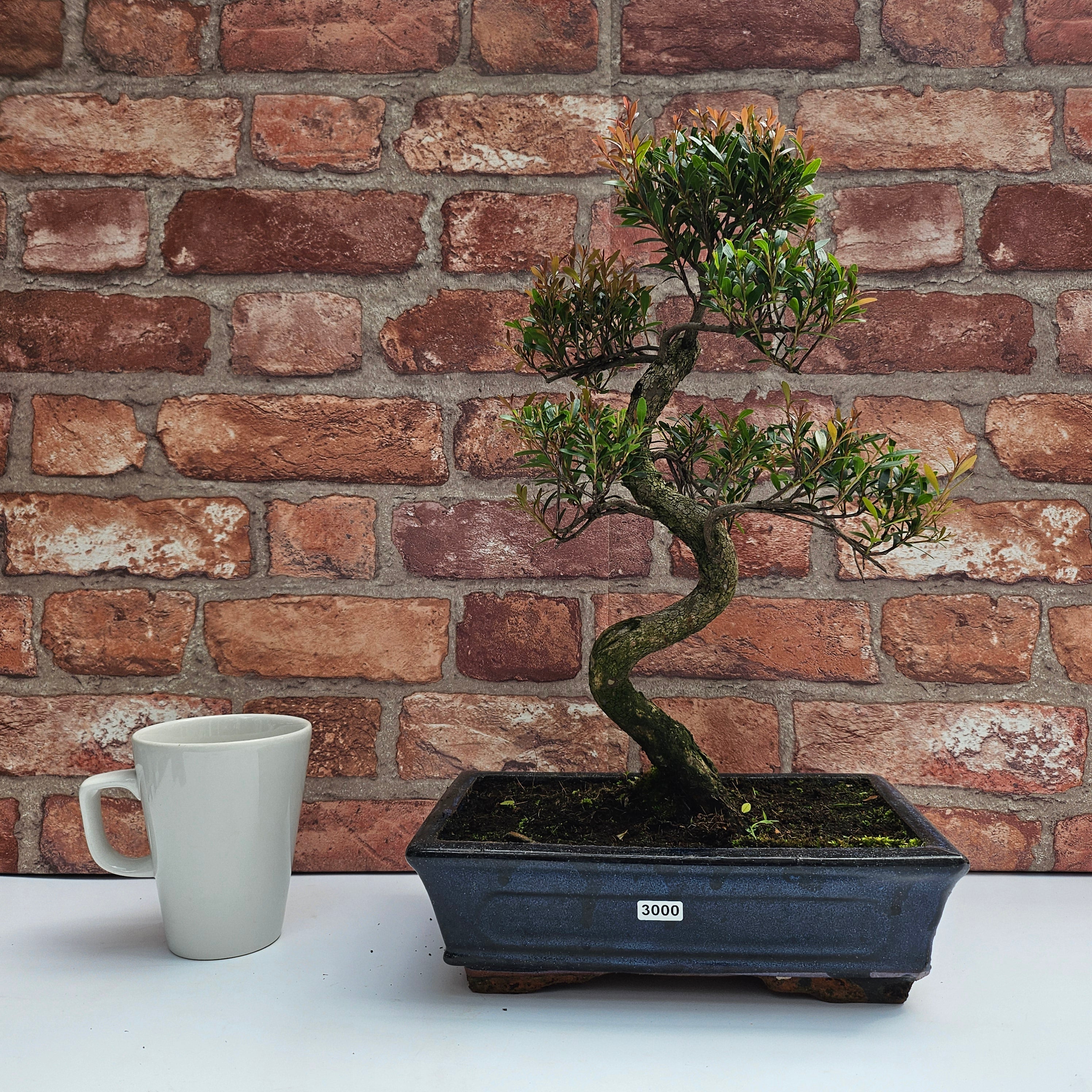 Brush Cherry (Syzygium) Bonsai Tree | Shaped | In 25cm Pot