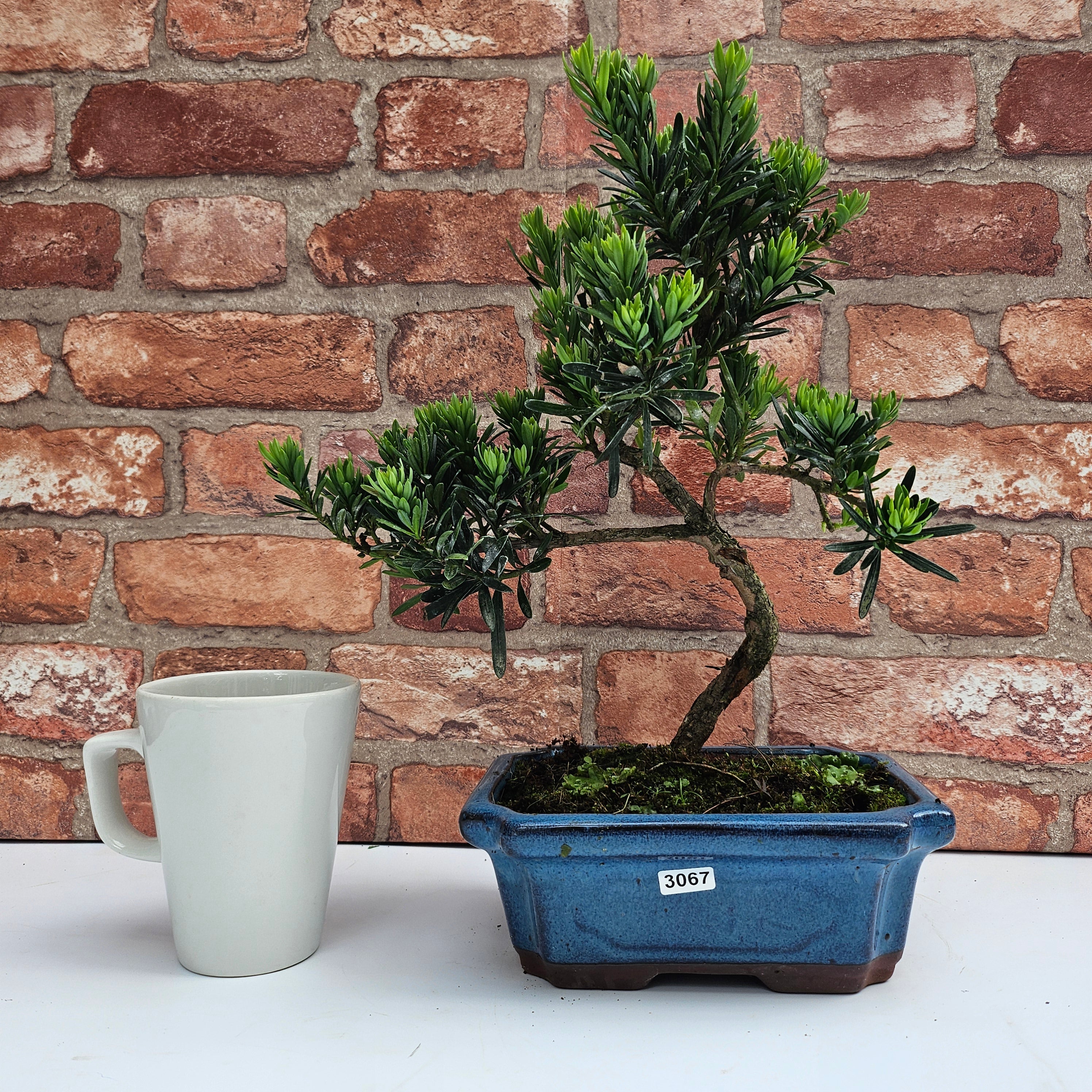 Buddhist Pine (Podocarpus Micro) Bonsai Tree | Shaped | In 20cm Pot