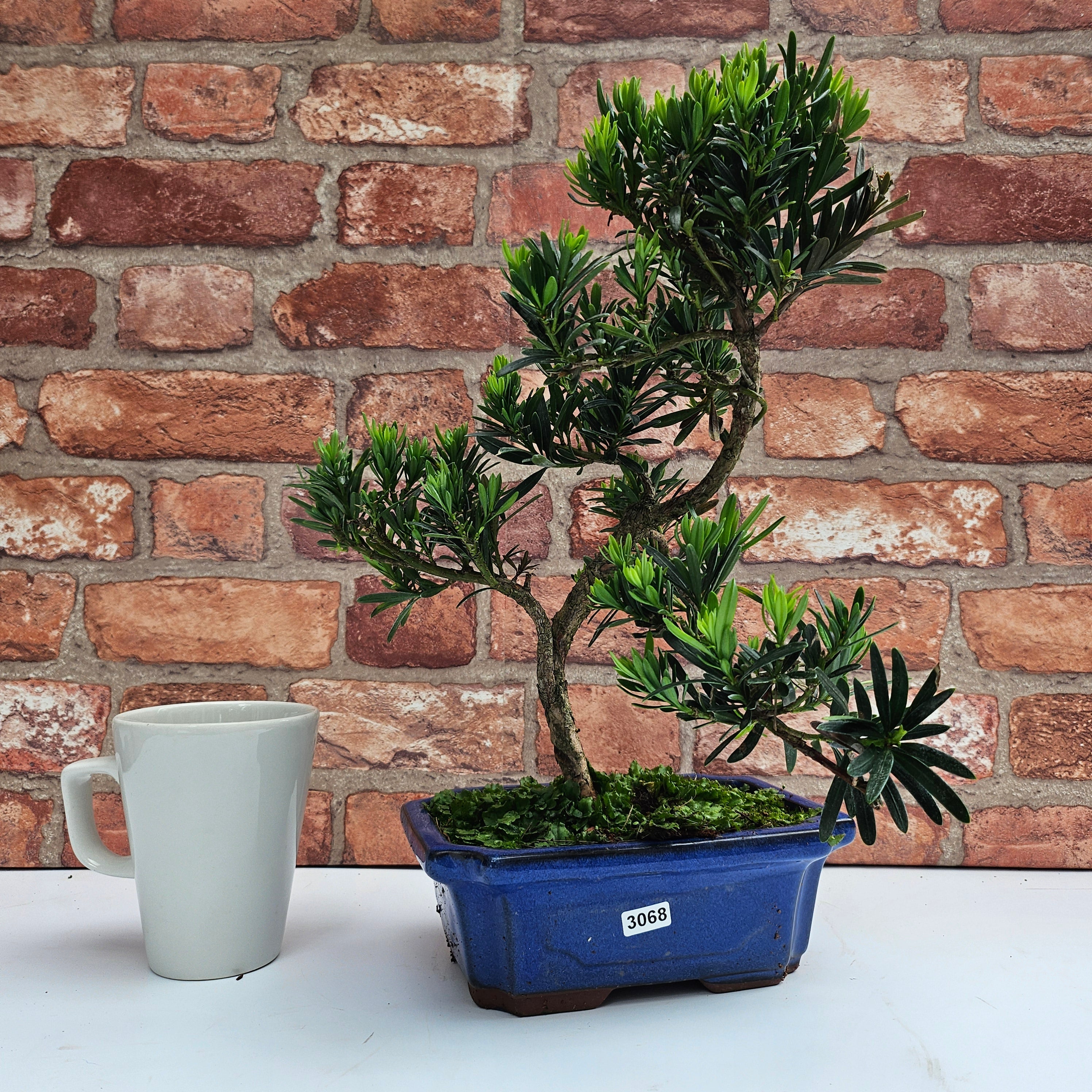 Buddhist Pine (Podocarpus Micro) Bonsai Tree | Shaped | In 20cm Pot