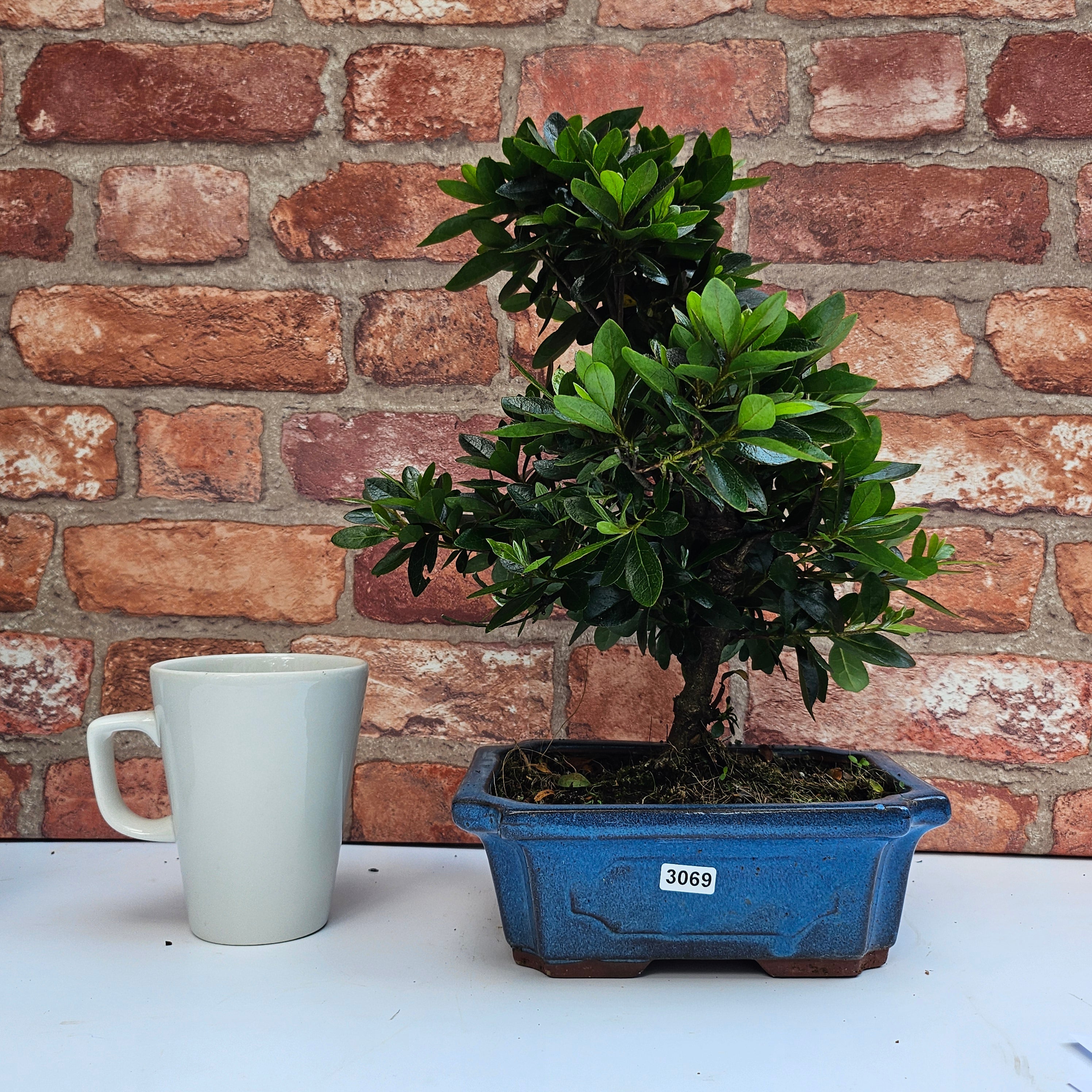 Azalea (Rhododendron) Bonsai Tree | Shaped | In 20cm Pot