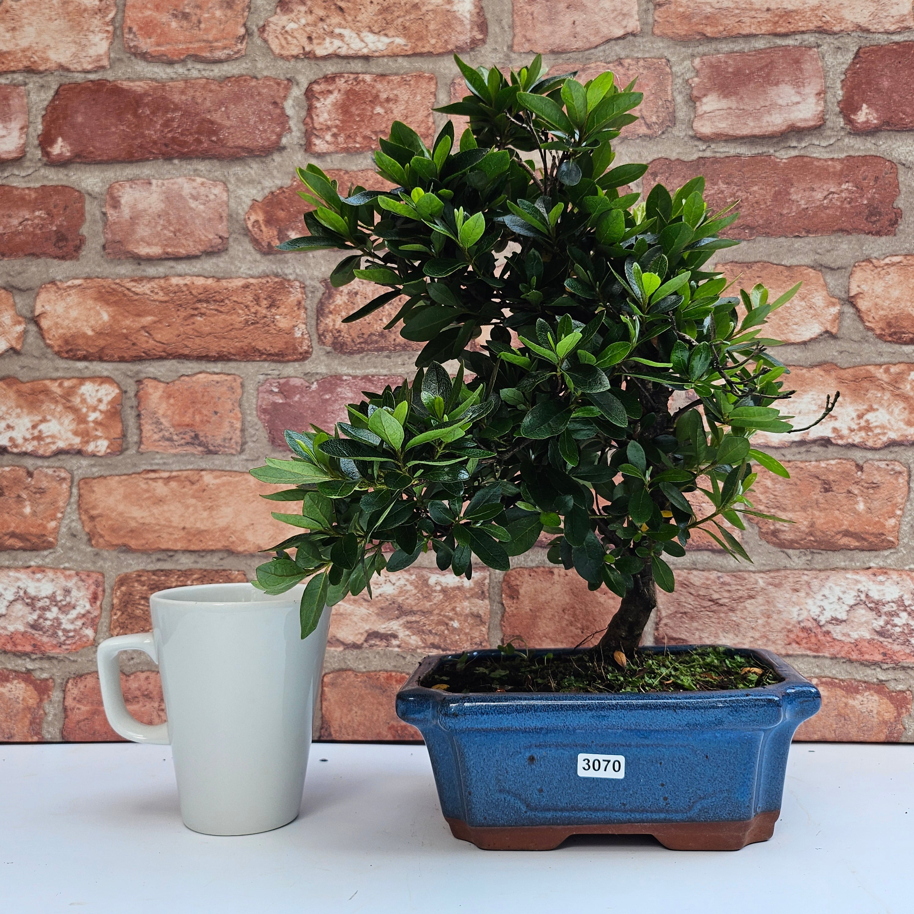 Azalea Bonsai Tree in 20cm Pot