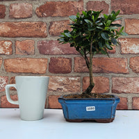 Clearance: Azalea (Rhododendron) Bonsai Tree | Broom | In 15cm Pot