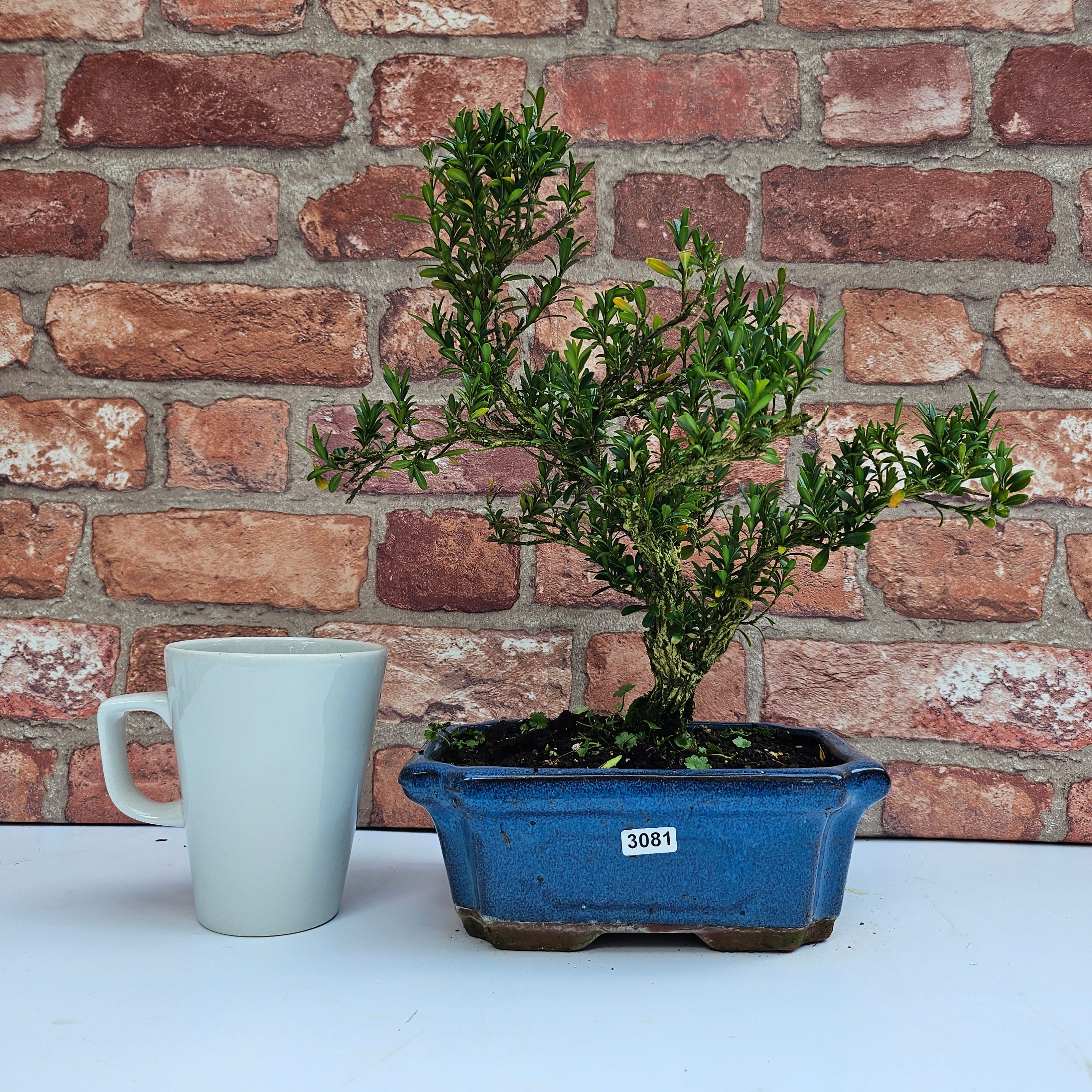 Boxwood (Buxus Harlandii) Bonsai Tree | Shaped | In 20cm Pot