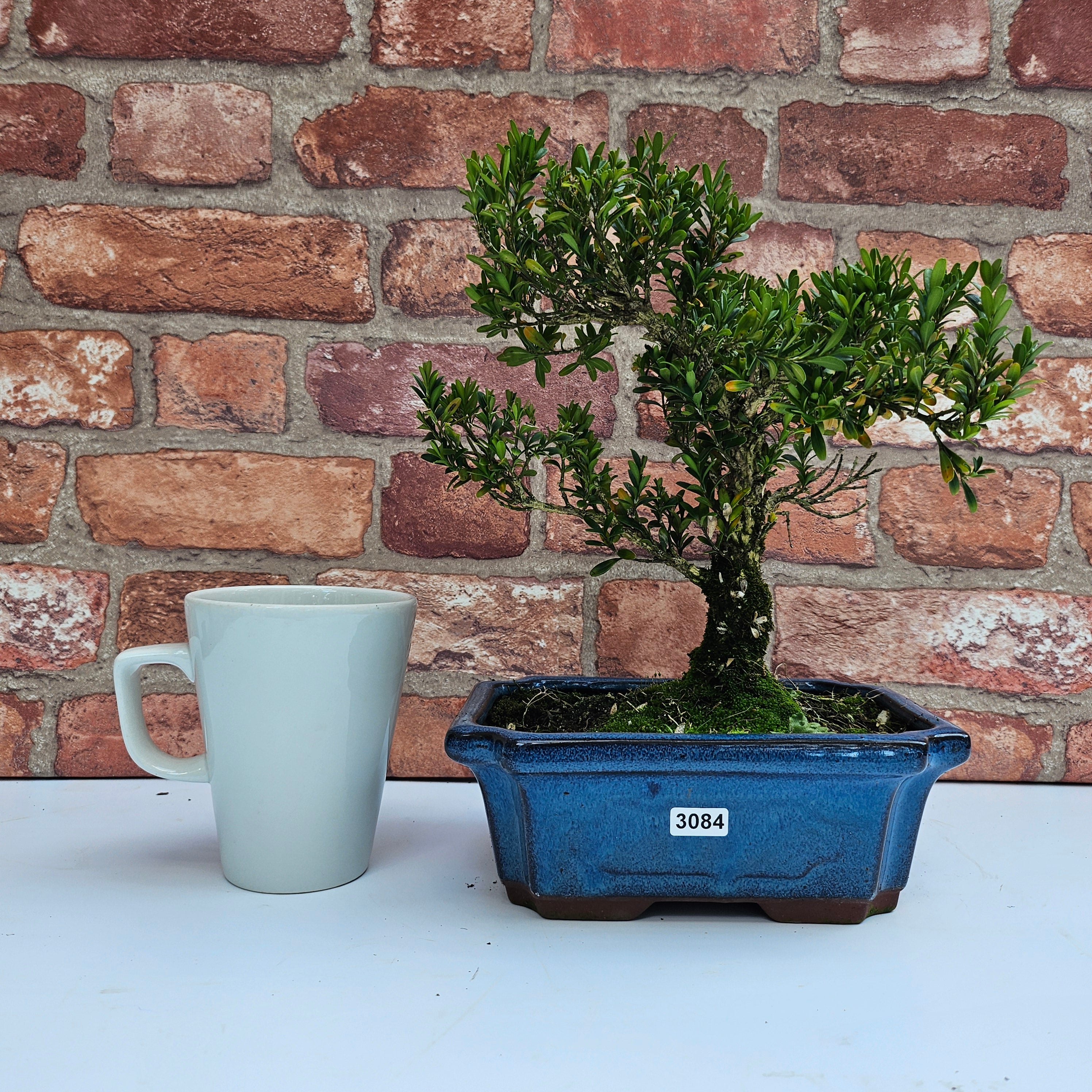 Boxwood (Buxus Harlandii) Bonsai Tree | Shaped | In 20cm Pot