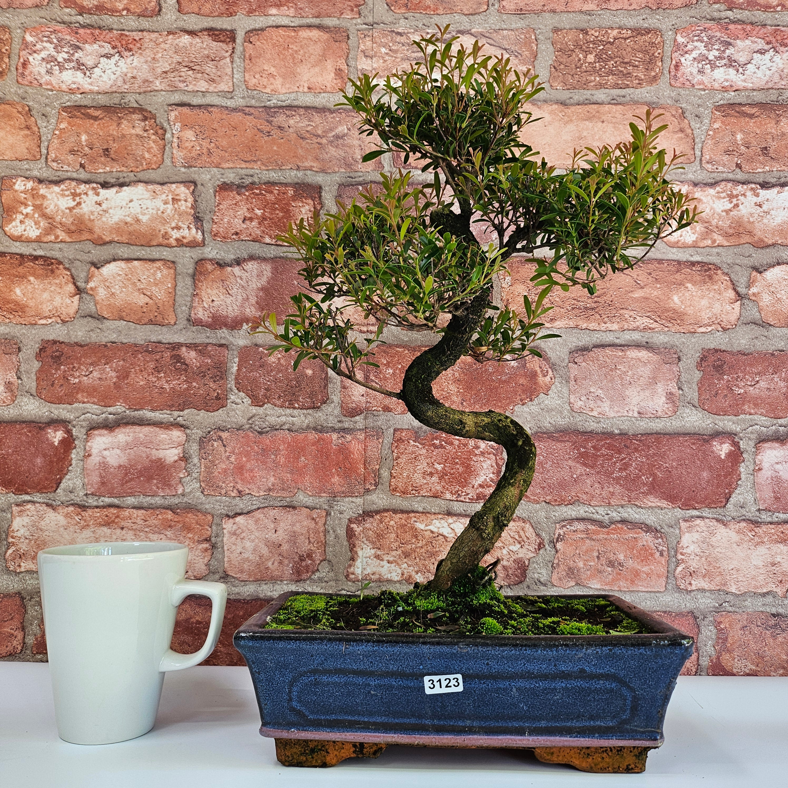 Brush Cherry (Syzygium) Bonsai Tree | Shaped | In 25cm Pot