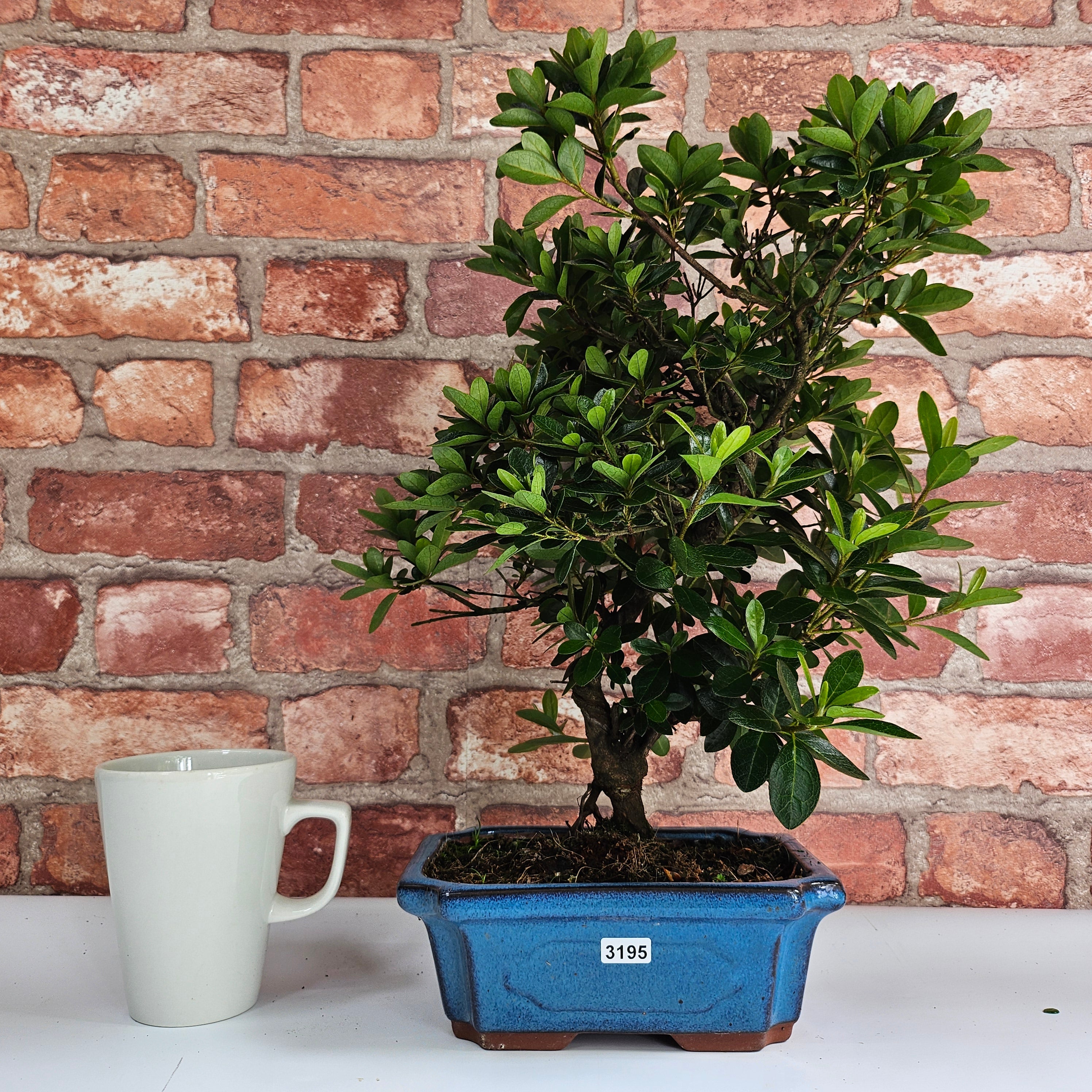 Azalea (Rhododendron) Bonsai Tree | Shaped | In 20cm Pot