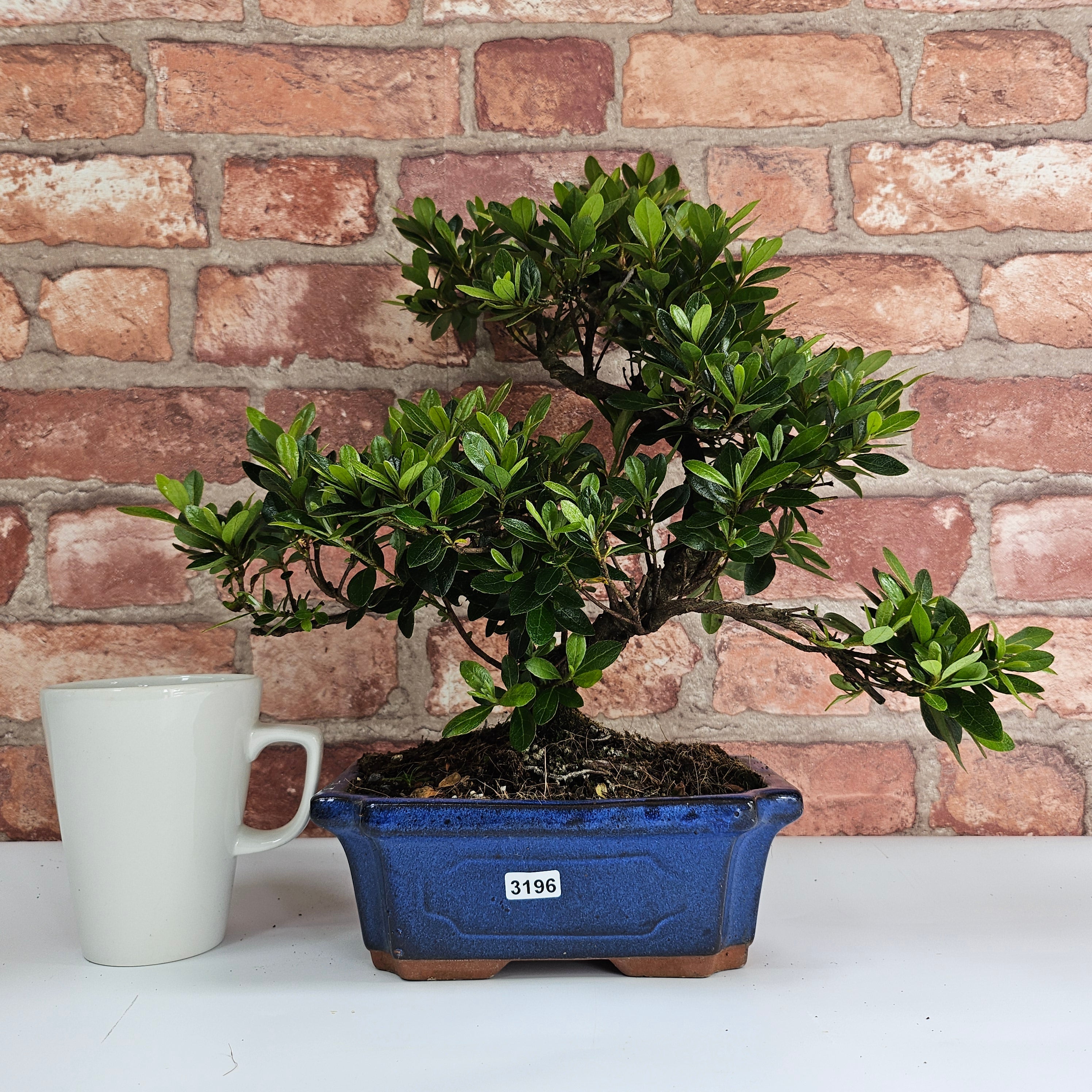 Azalea (Rhododendron) Bonsai Tree | Shaped | In 20cm Pot