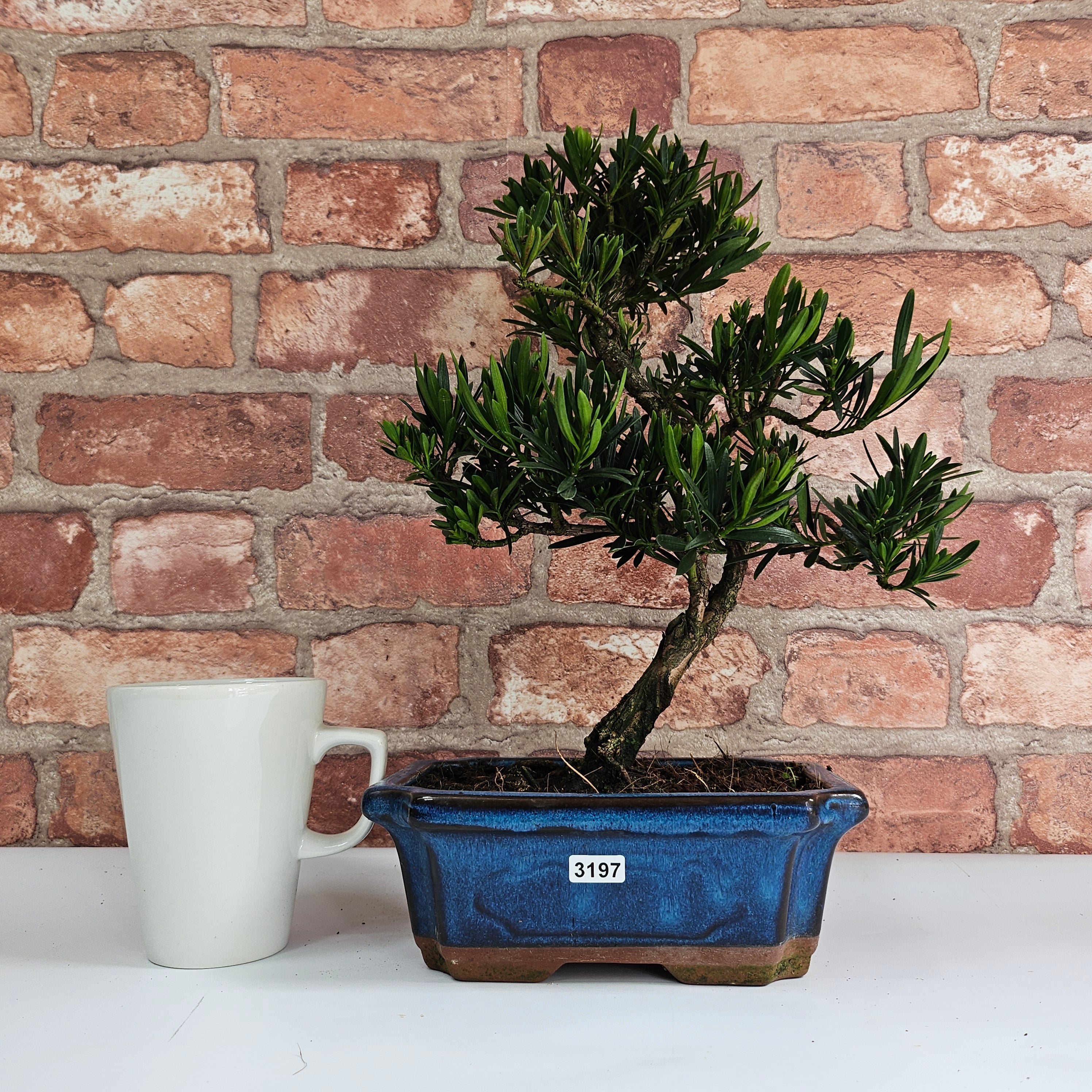 Buddhist Pine (Podocarpus Micro) Bonsai Tree | Shaped | In 20cm Pot