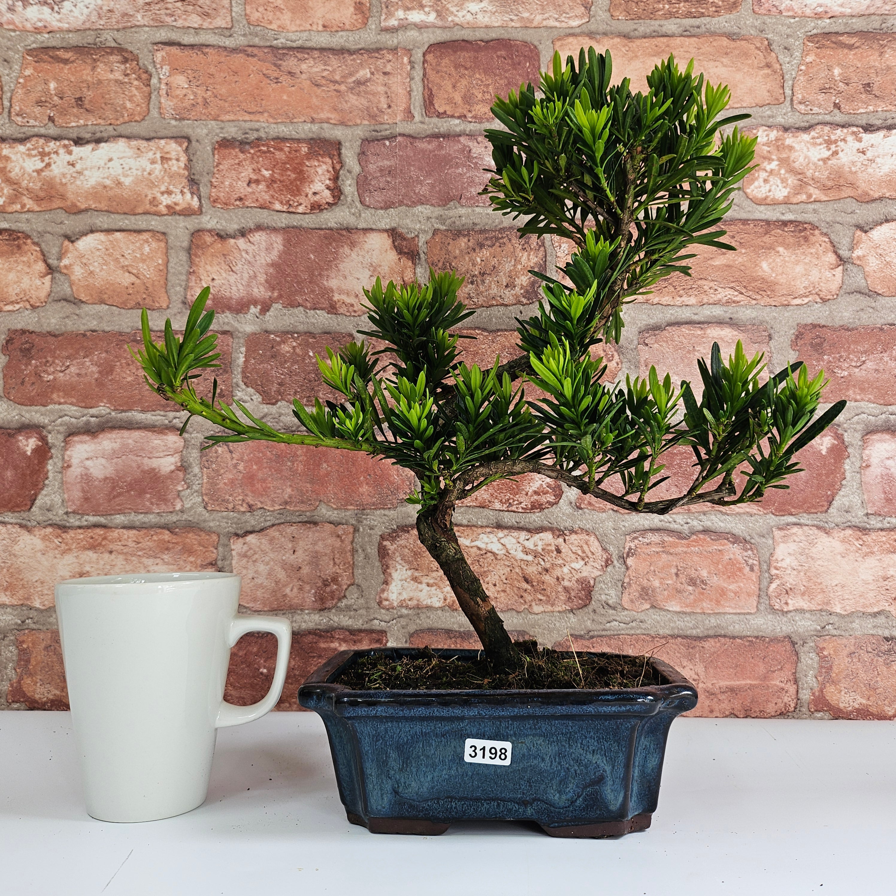 Buddhist Pine (Podocarpus Micro) Bonsai Tree | Shaped | In 20cm Pot