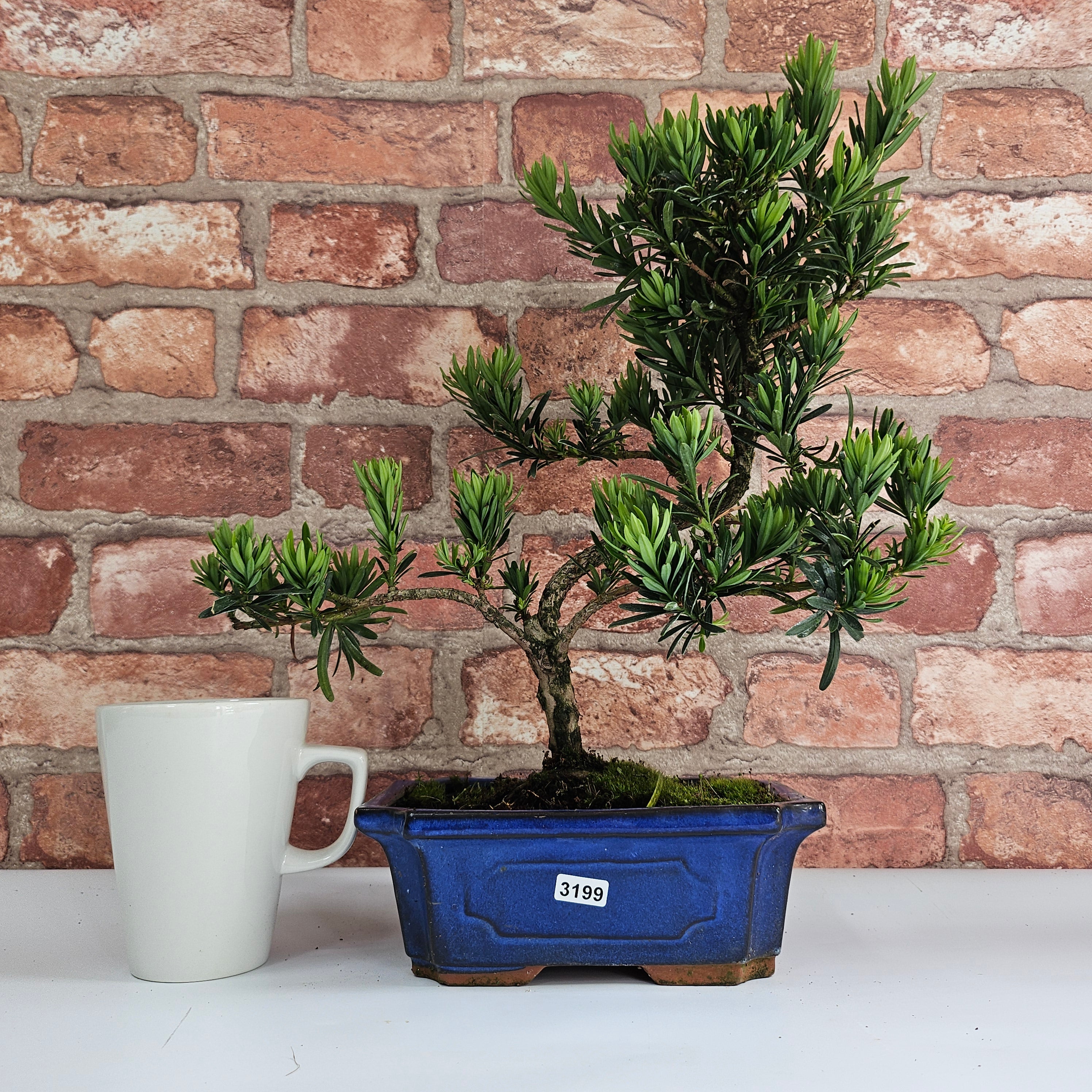 Buddhist Pine (Podocarpus Micro) Bonsai Tree | Shaped | In 20cm Pot