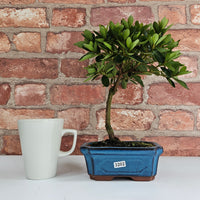 Clearance: Azalea (Rhododendron) Bonsai Tree | Broom | In 15cm Pot
