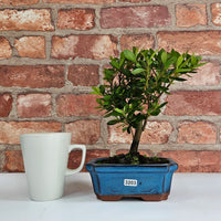 Clearance: Azalea (Rhododendron) Bonsai Tree | Broom | In 15cm Pot