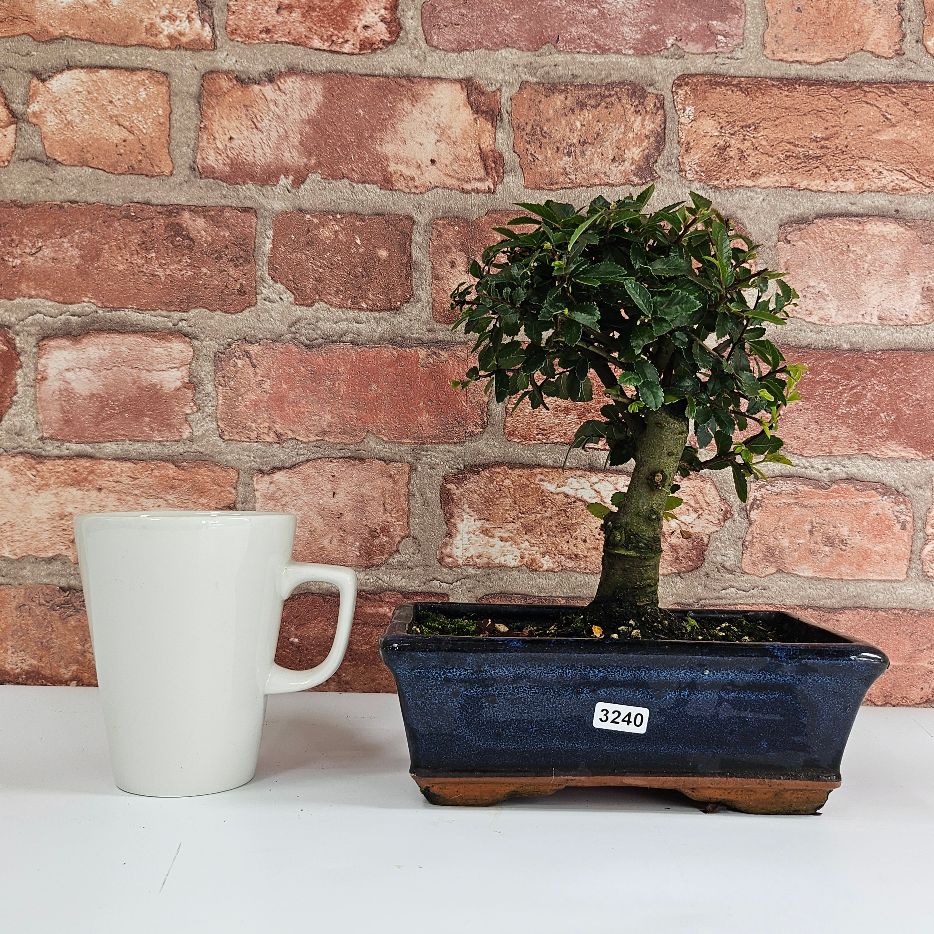 Chinese Elm (Ulmus Parvifolia) Bonsai Tree | Broom | In 20cm Pot