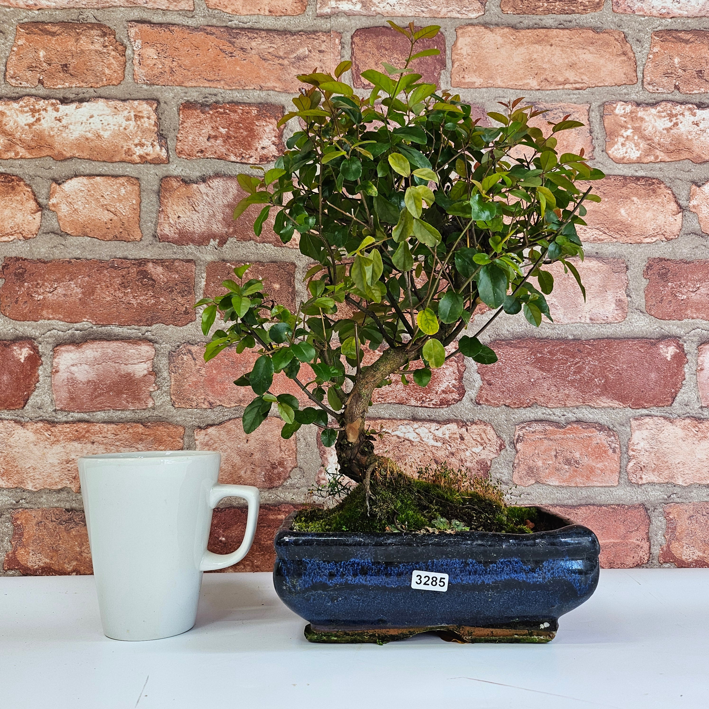 Bird Plum (Sageretia) Bonsai Tree | Shaped | In 20cm Pot