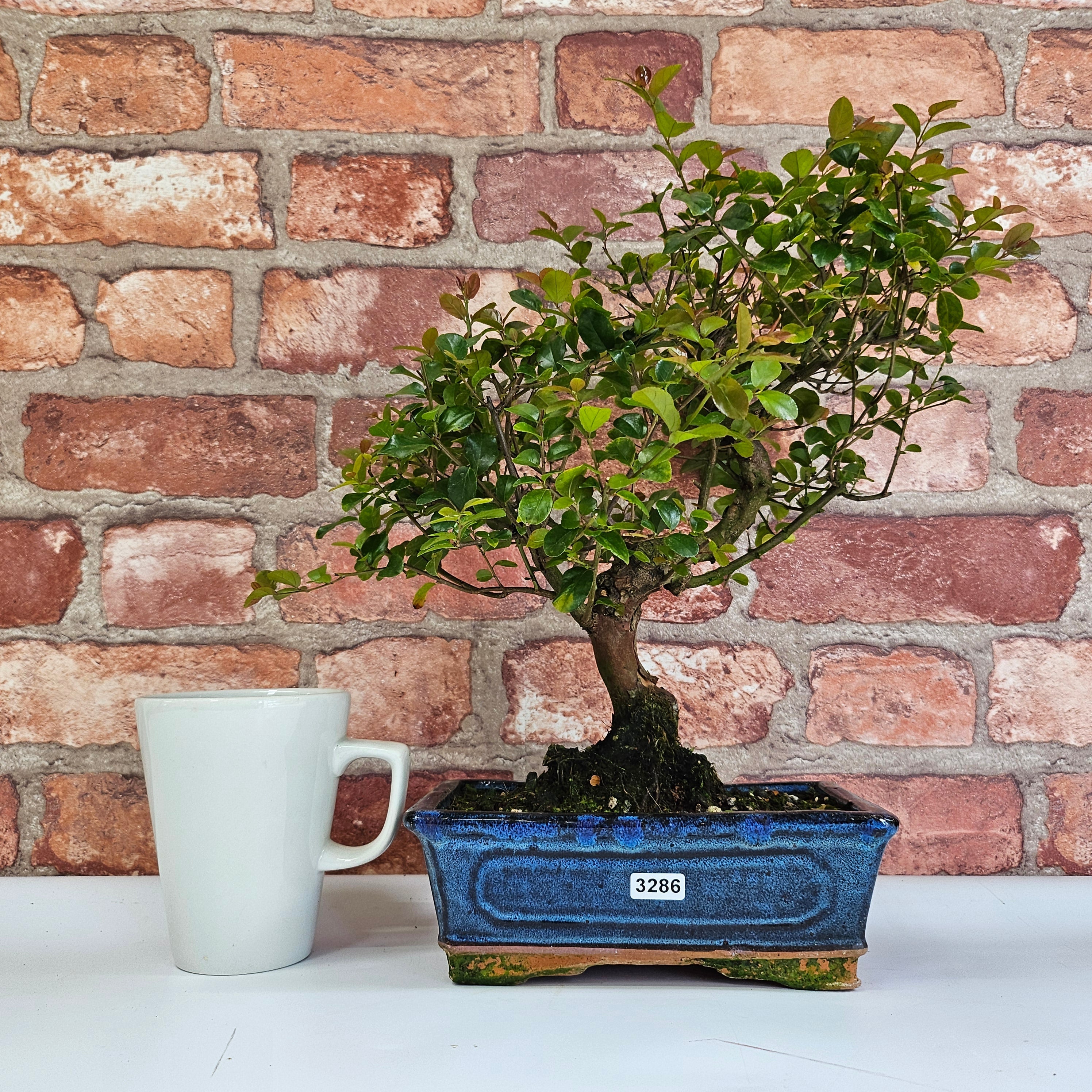 Bird Plum (Sageretia) Bonsai Tree | Shaped | In 20cm Pot