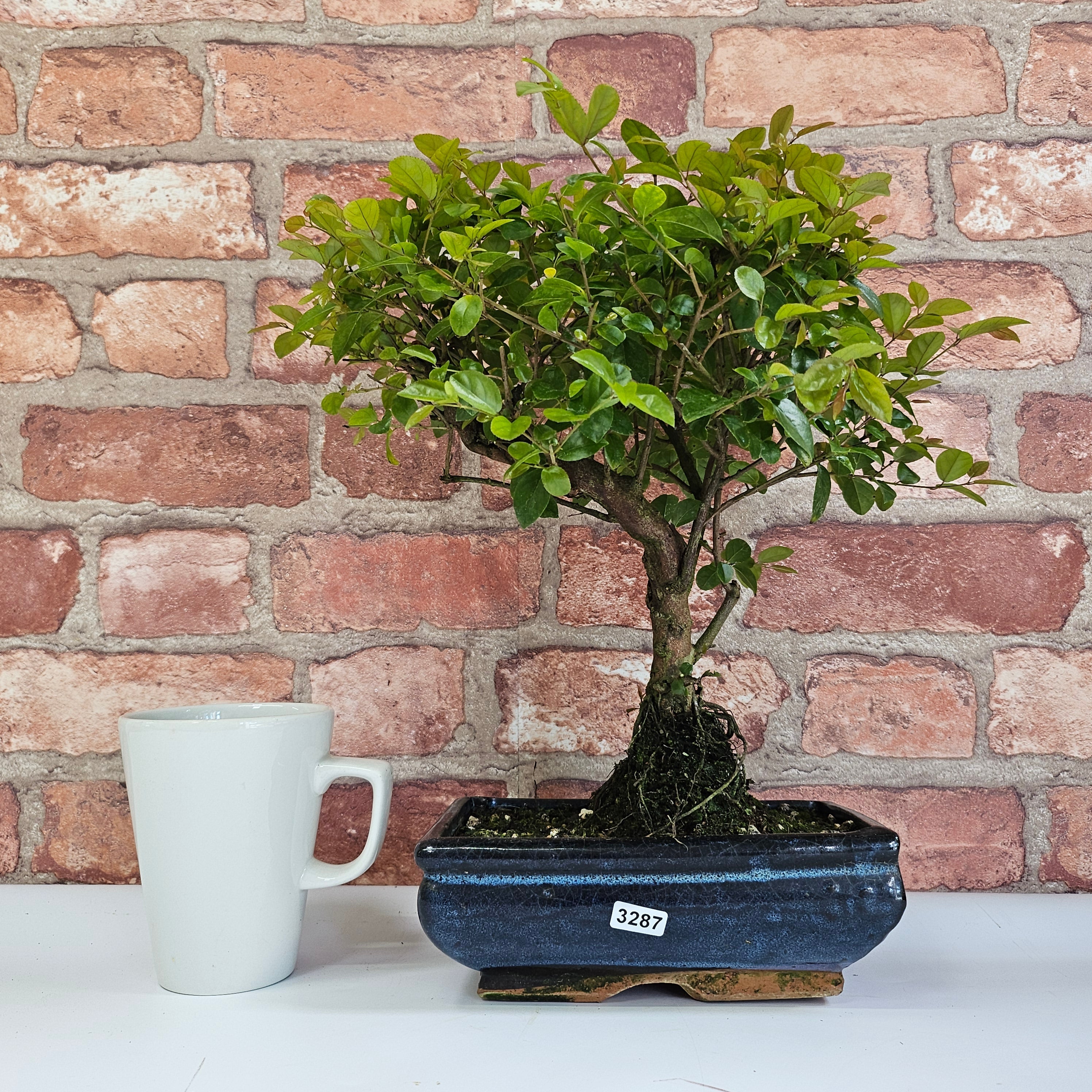 Bird Plum (Sageretia) Bonsai Tree | Shaped | In 20cm Pot