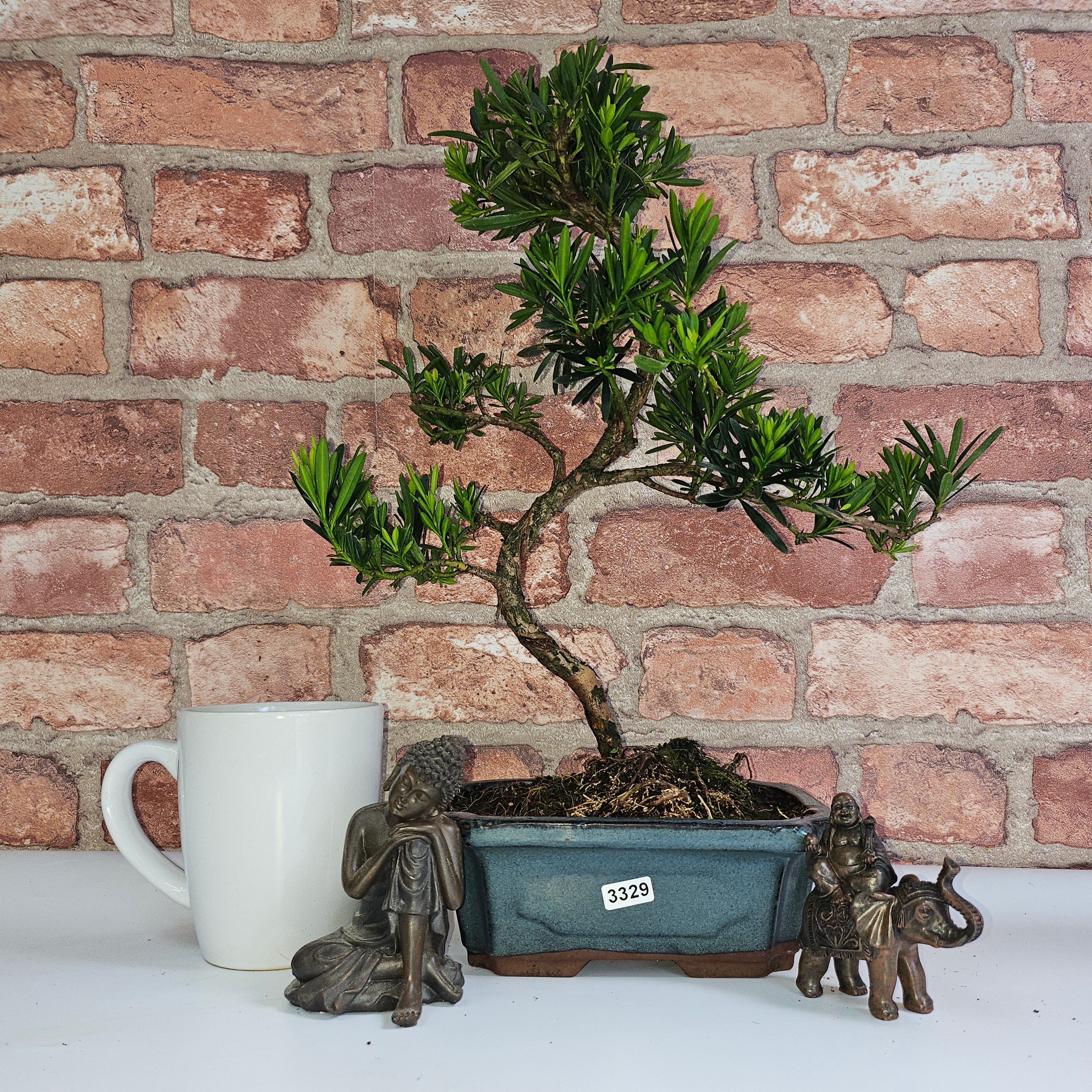 Buddhist Pine (Podocarpus Micro) Bonsai Tree | Shaped | In 20cm Pot