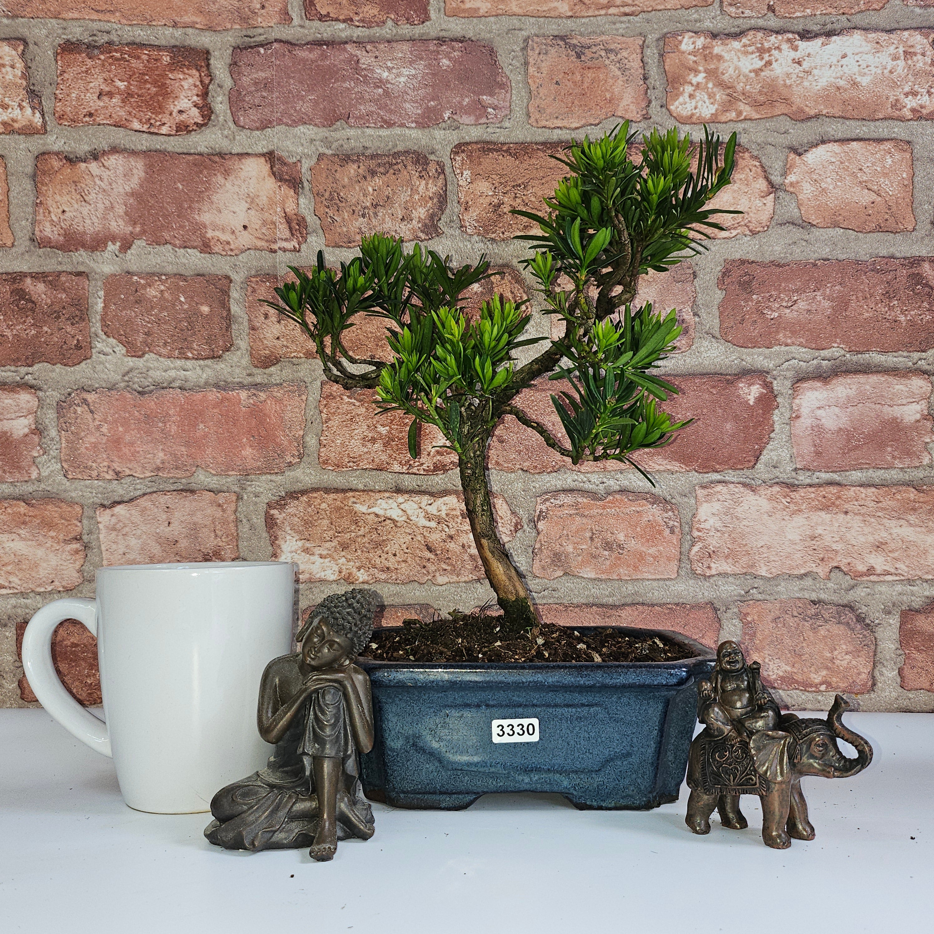 Buddhist Pine (Podocarpus Micro) Bonsai Tree | Shaped | In 20cm Pot