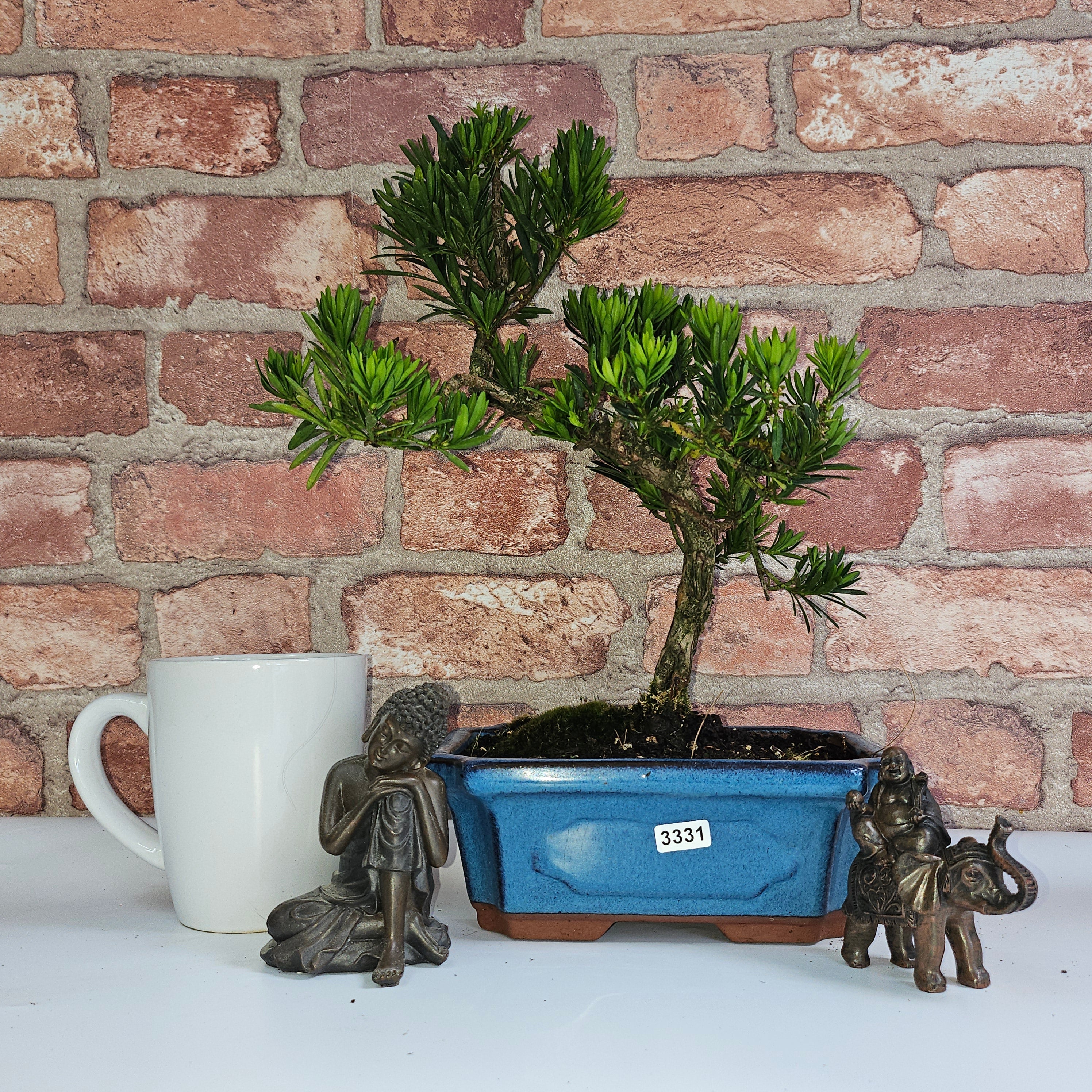 Buddhist Pine (Podocarpus Micro) Bonsai Tree | Shaped | In 20cm Pot