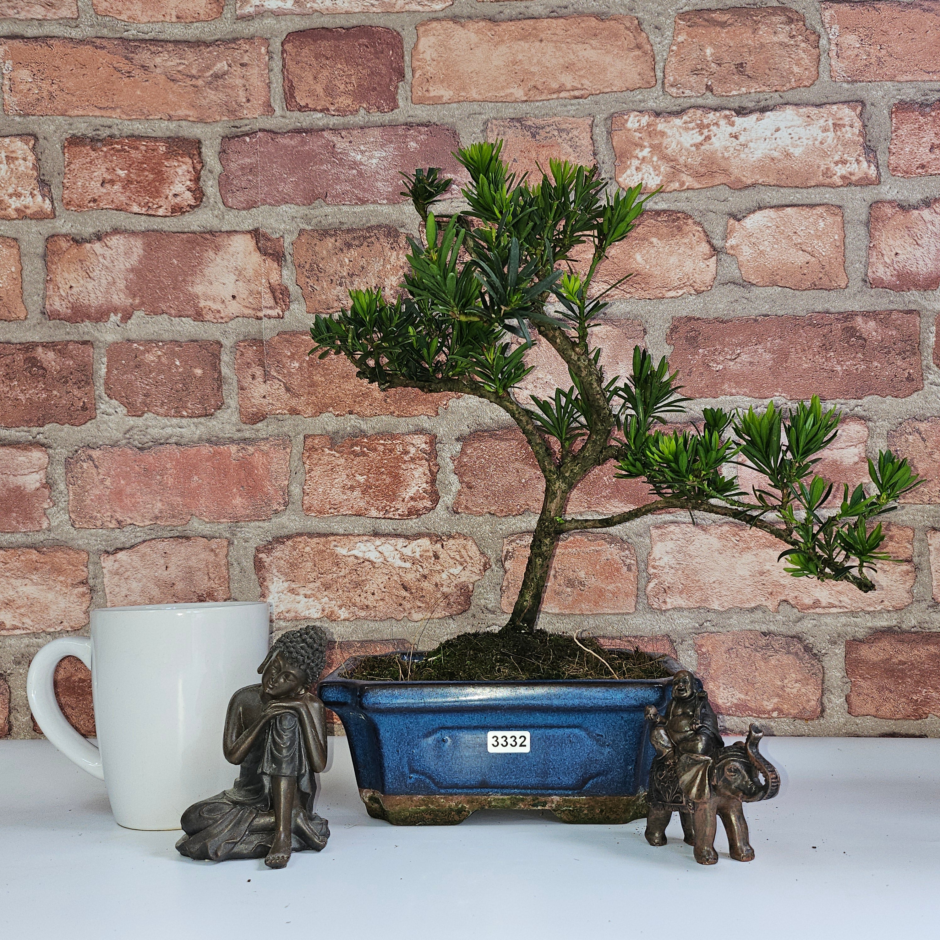 Buddhist Pine (Podocarpus Micro) Bonsai Tree | Shaped | In 20cm Pot