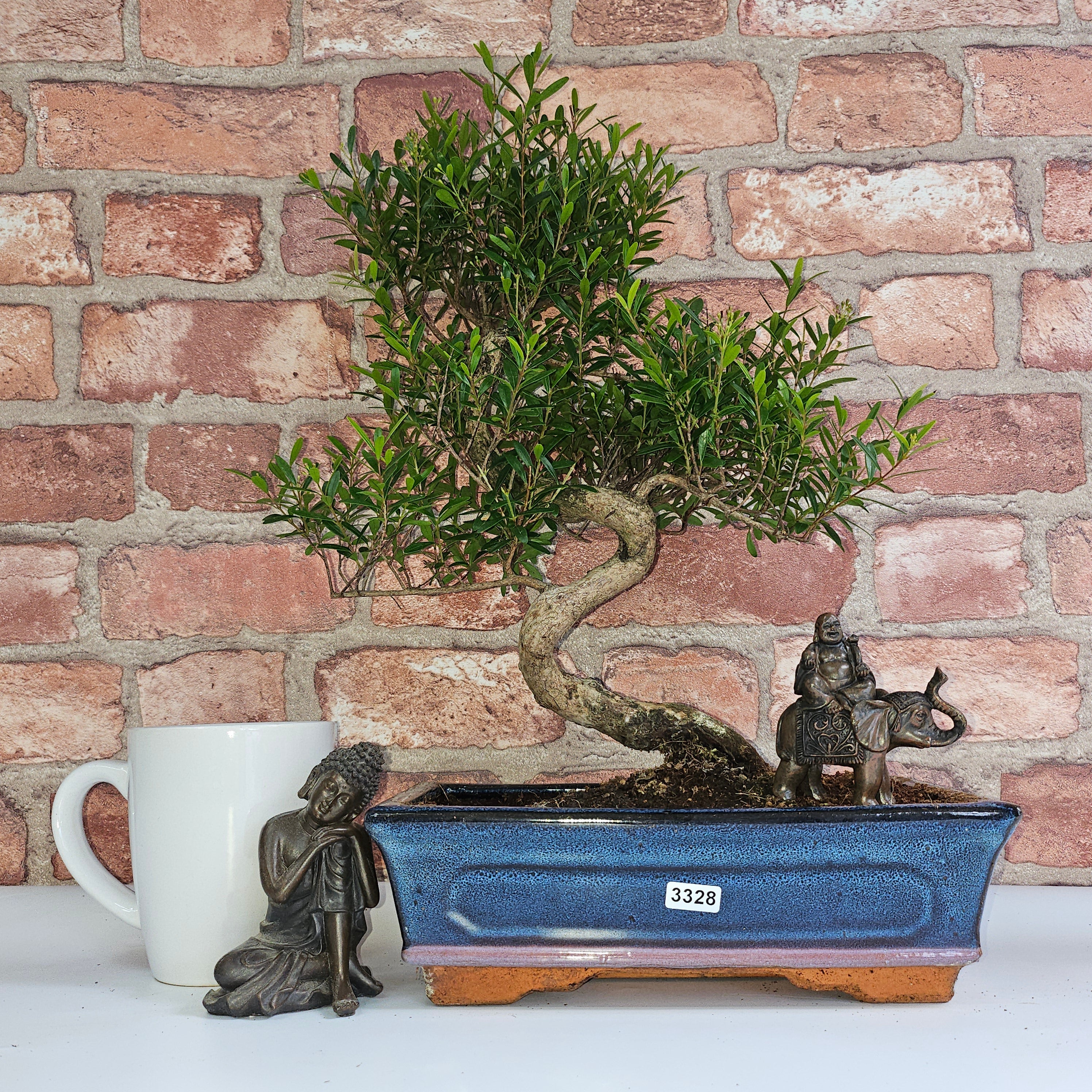 Brush Cherry (Syzygium) Bonsai Tree | Shaped | In 25cm Pot