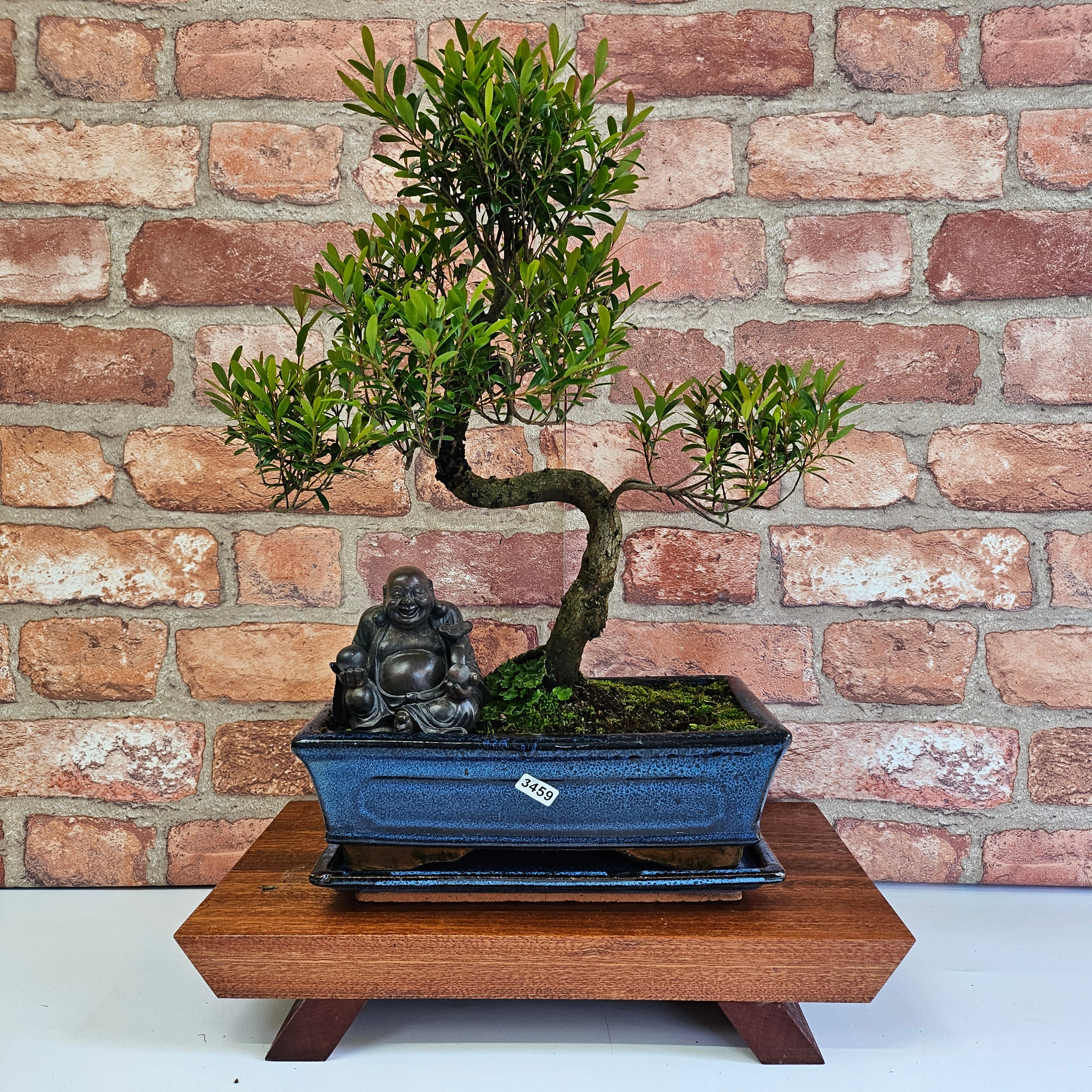 Brush Cherry (Syzygium) Bonsai Tree | Shaped | In 25cm Pot