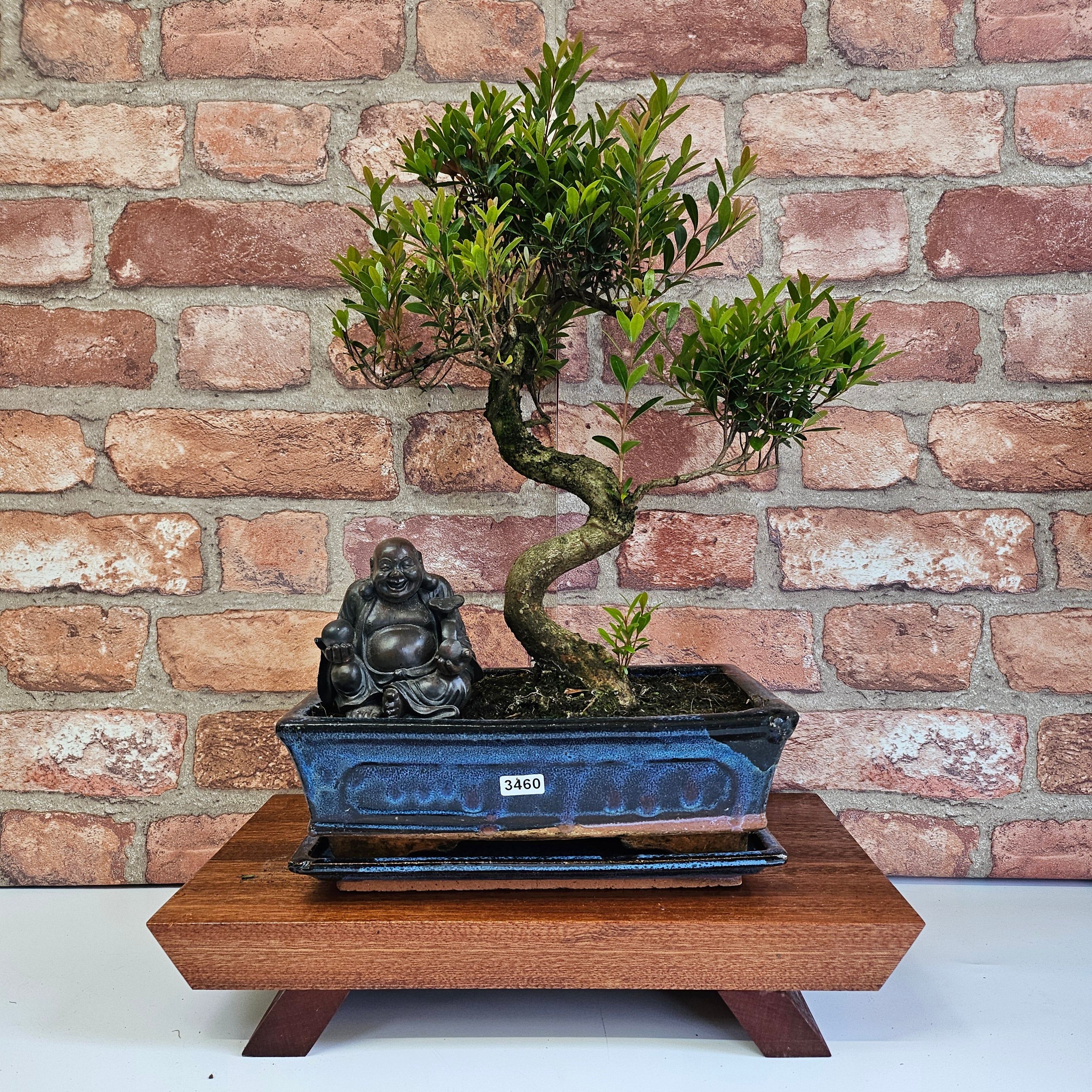 Brush Cherry (Syzygium) Bonsai Tree | Shaped | In 25cm Pot