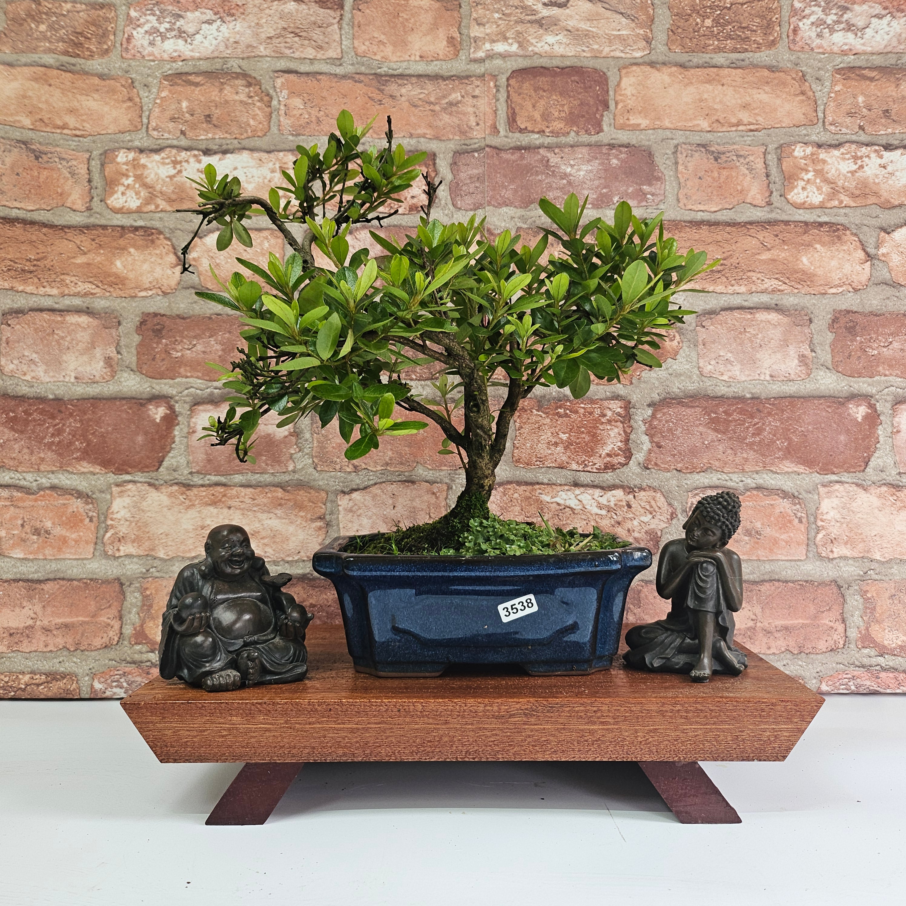 Azalea Bonsai Tree in 20cm Pot