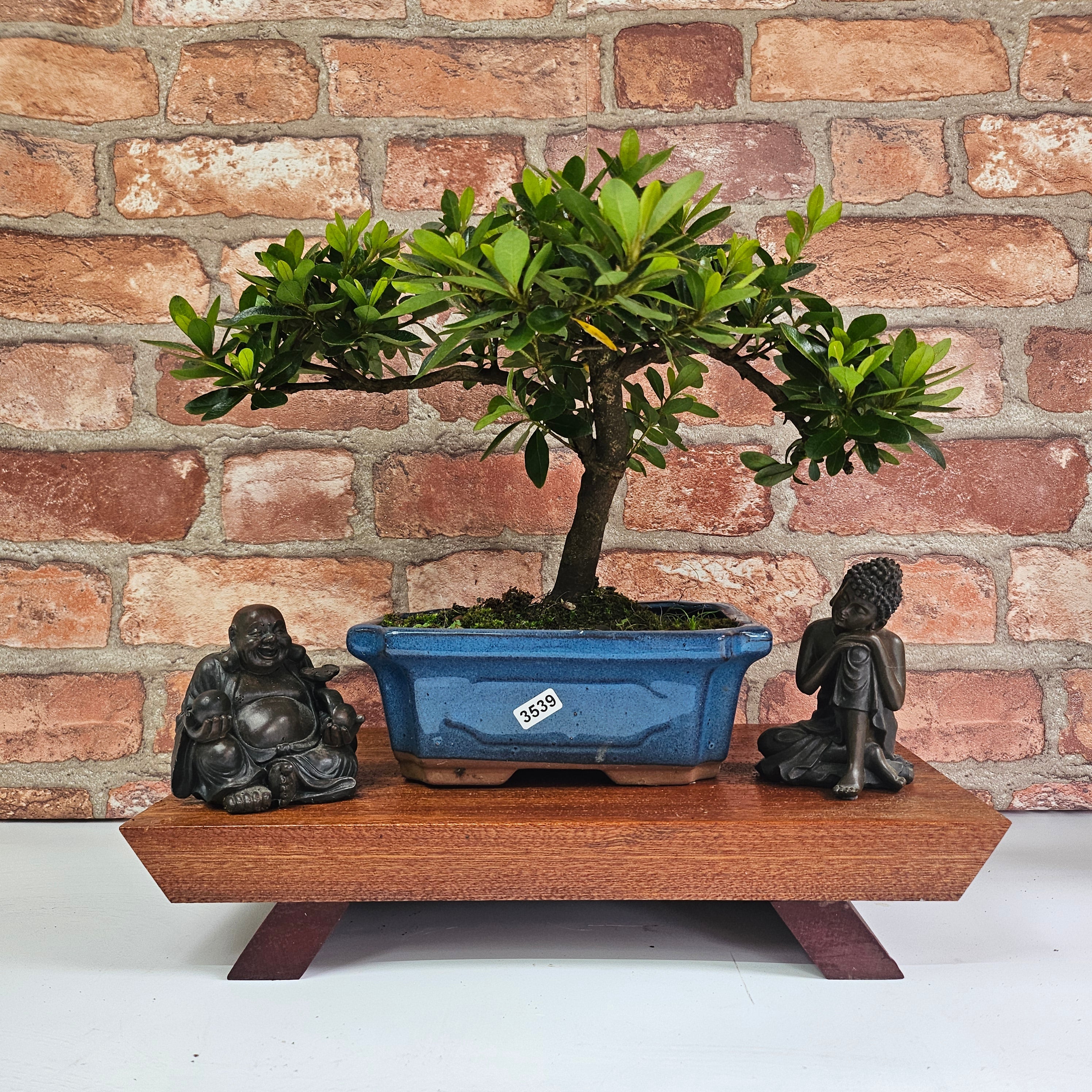 Azalea (Rhododendron) Bonsai Tree | Shaped | In 20cm Pot