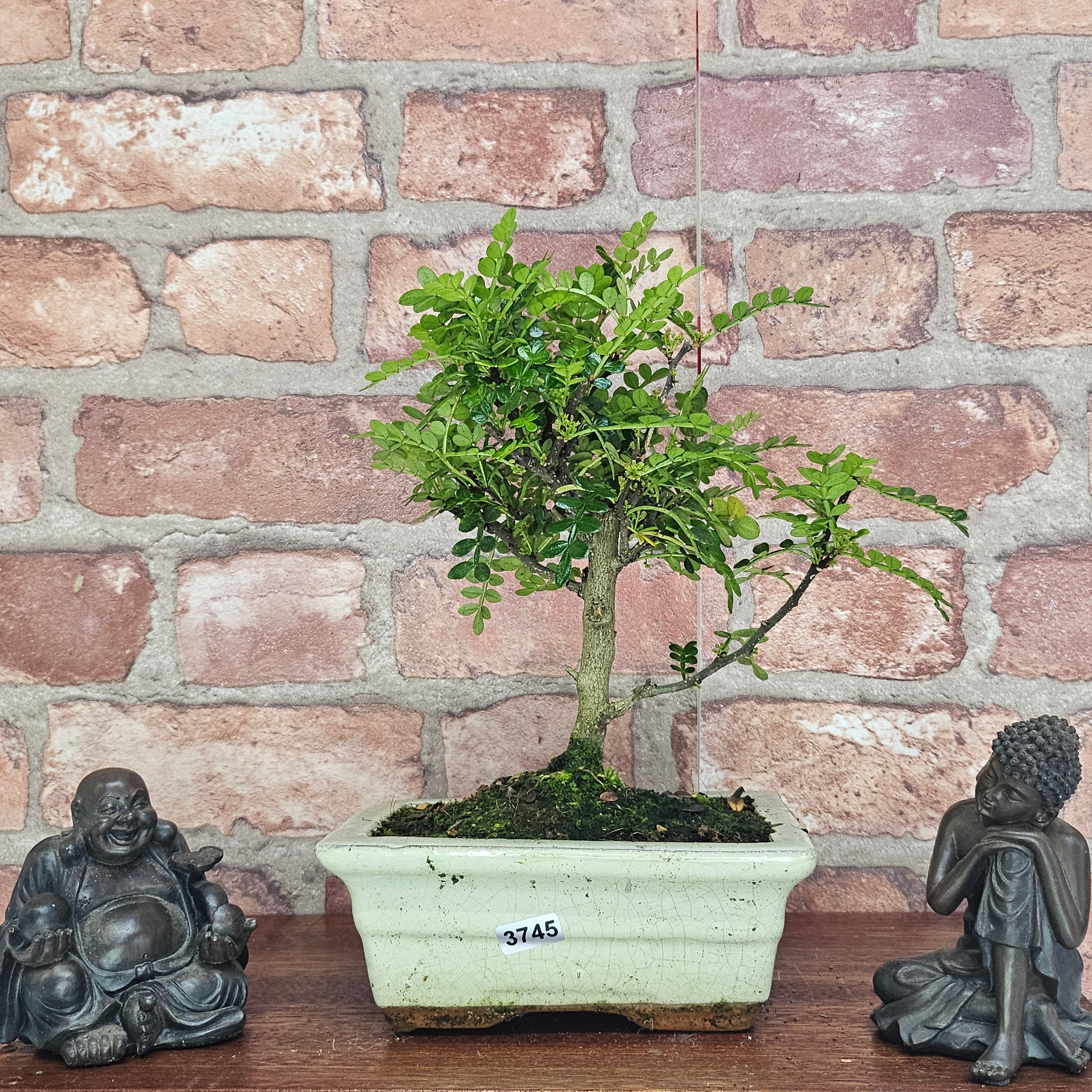 Chinese Pepper (Zanthoxylum Pipertum) Bonsai Tree | Broom | In 15cm Pot