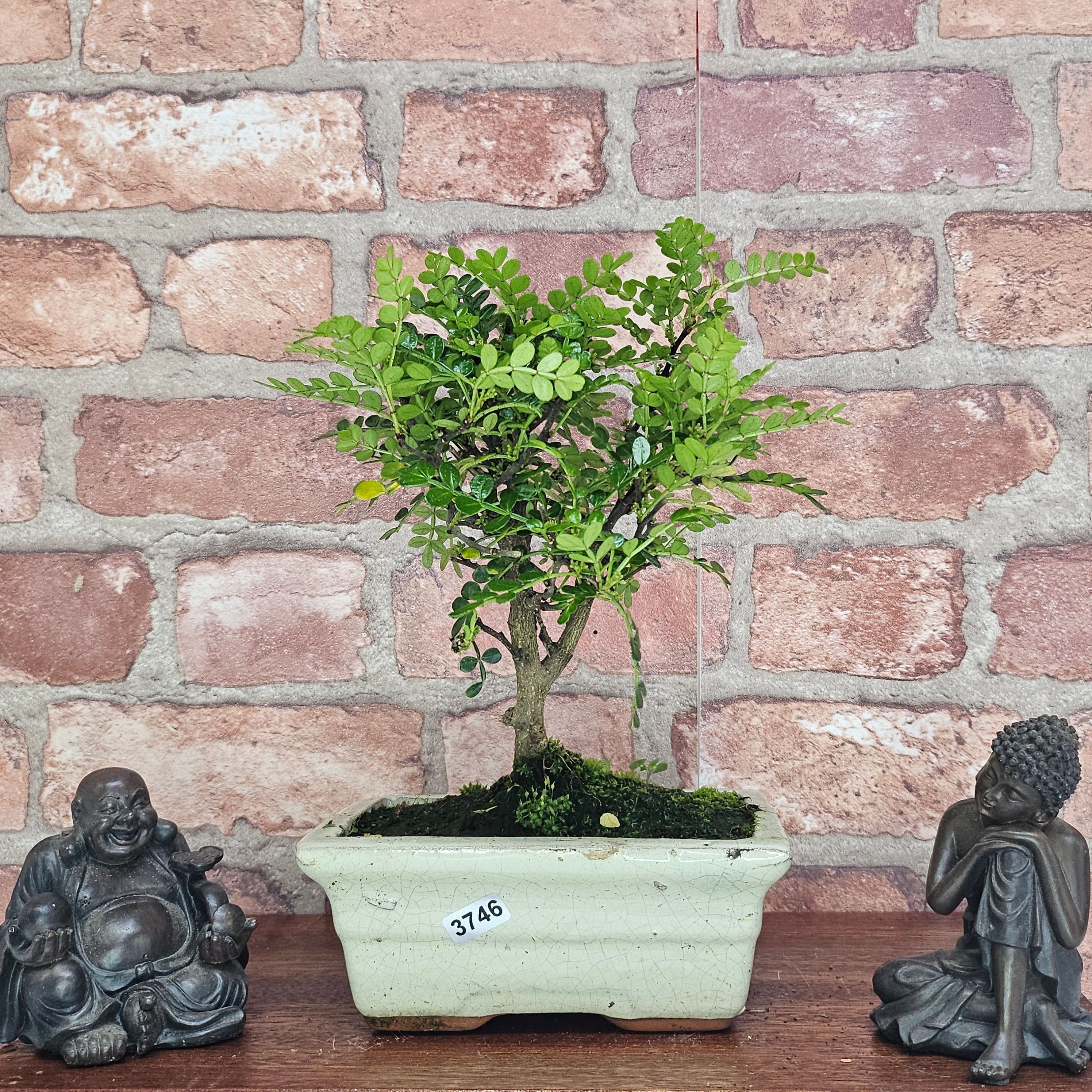 Chinese Pepper (Zanthoxylum Pipertum) Bonsai Tree | Broom | In 15cm Pot