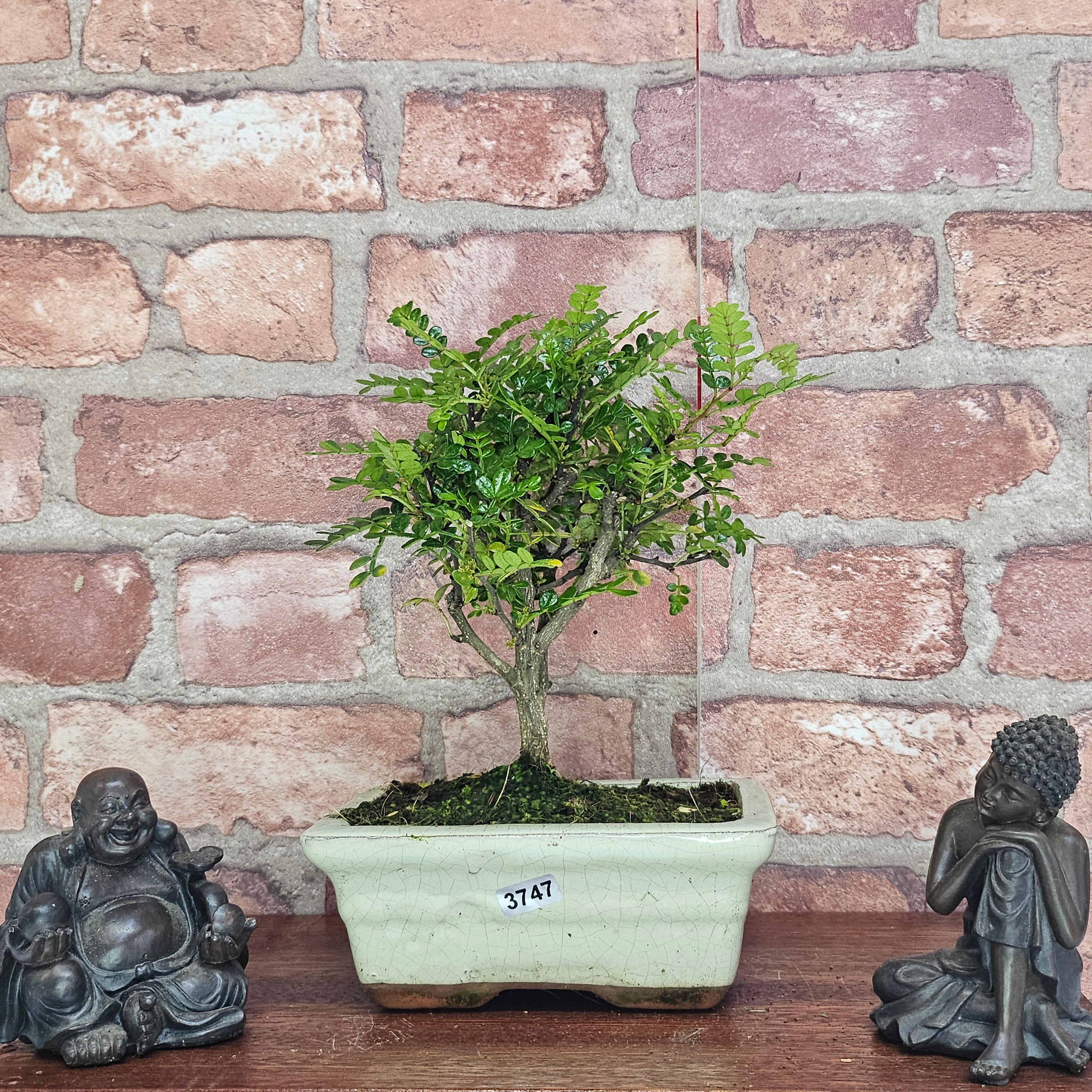 Chinese Pepper (Zanthoxylum Pipertum) Bonsai Tree | Broom | In 15cm Pot