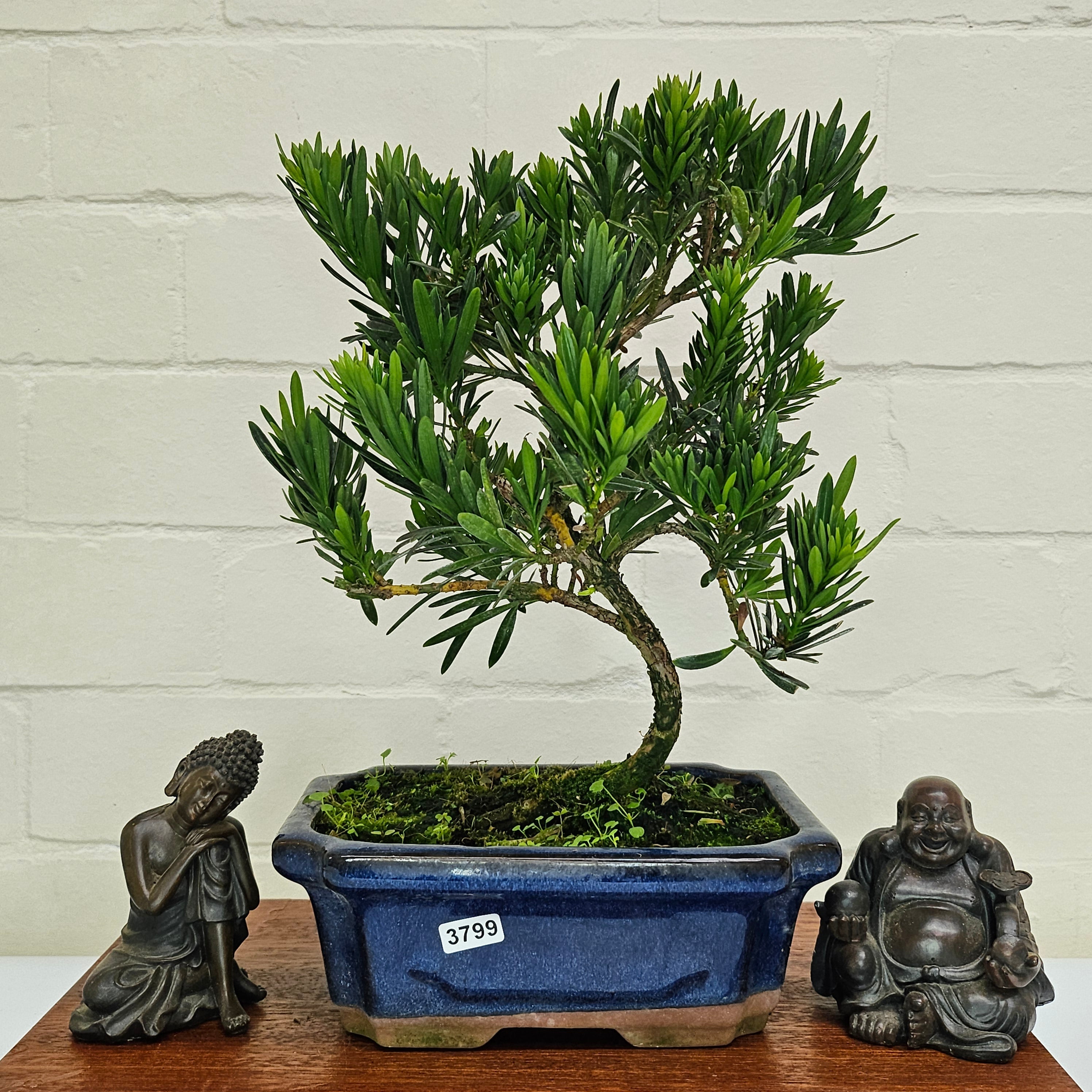 Buddhist Pine (Podocarpus Micro) Bonsai Tree | Shaped | In 20cm Pot
