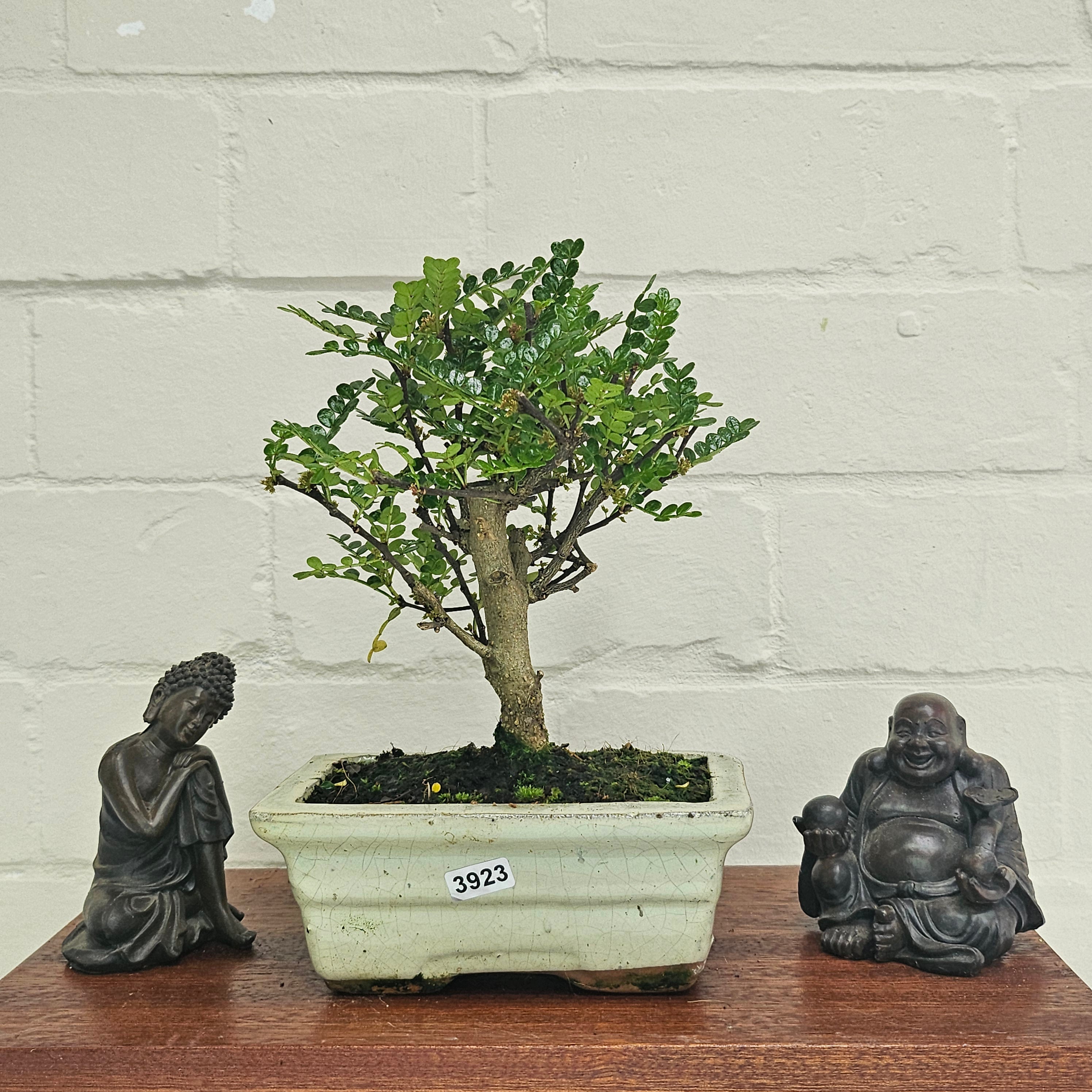 Chinese Pepper (Zanthoxylum Pipertum) Bonsai Tree | Broom | In 15cm Pot
