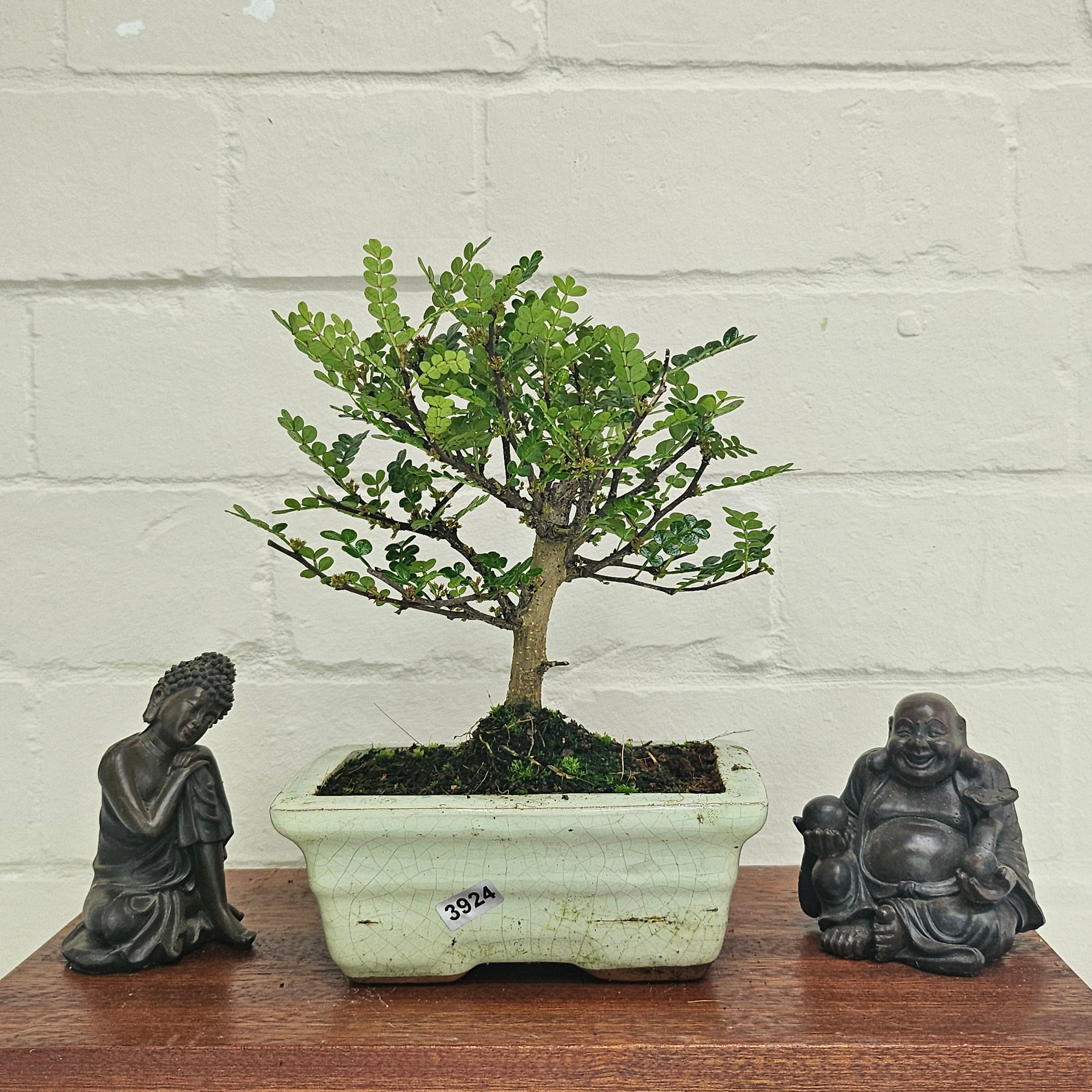 Chinese Pepper (Zanthoxylum Pipertum) Bonsai Tree | Broom | In 15cm Pot