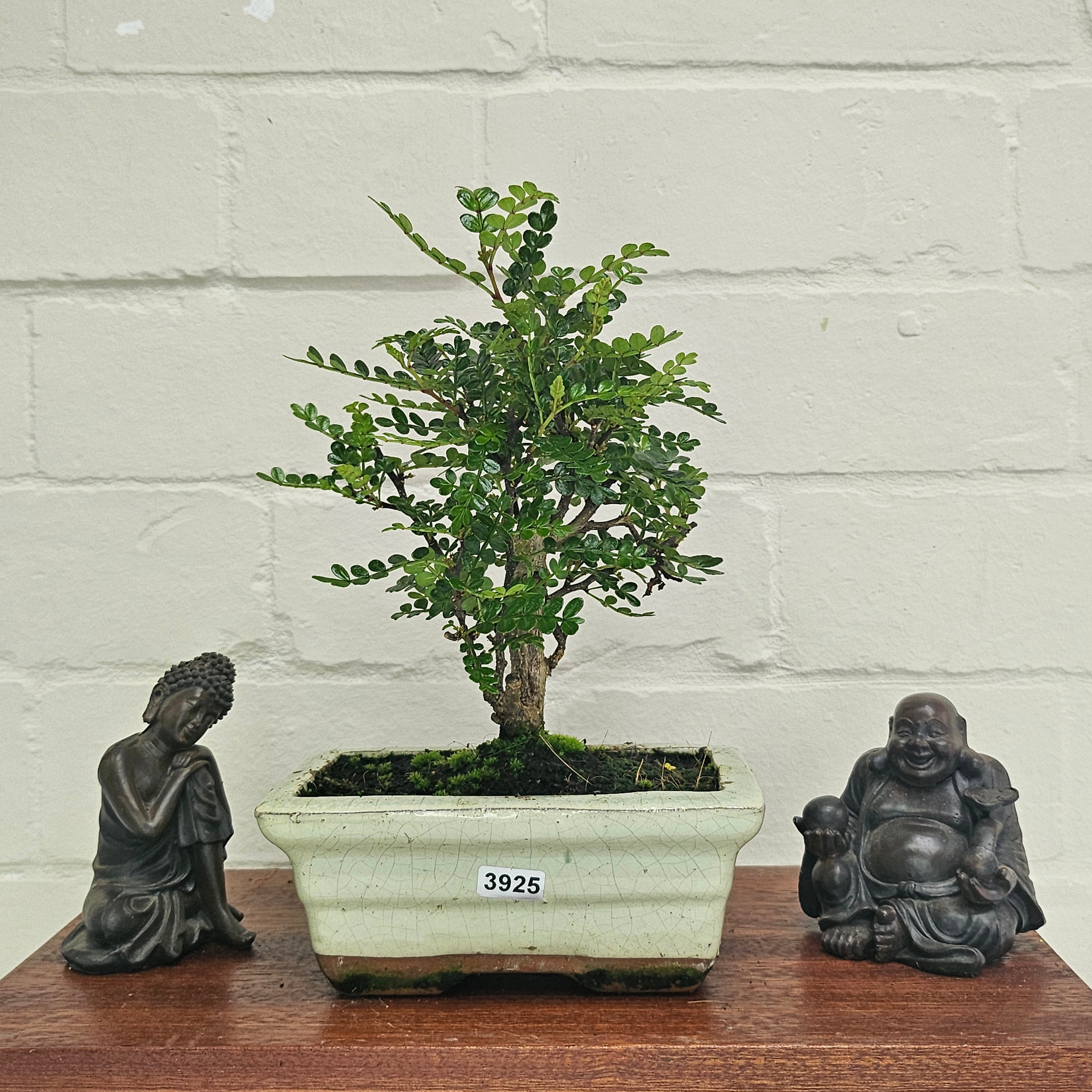 Chinese Pepper (Zanthoxylum Pipertum) Bonsai Tree | Broom | In 15cm Pot