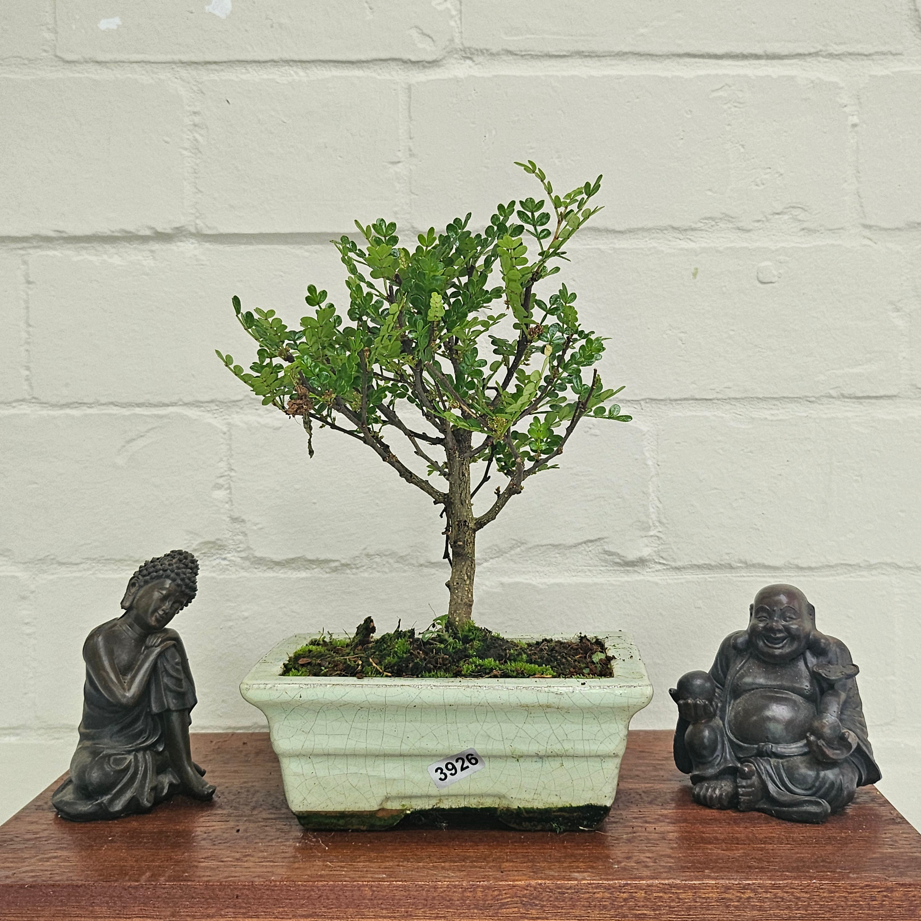 Chinese Pepper (Zanthoxylum Pipertum) Bonsai Tree | Broom | In 15cm Pot