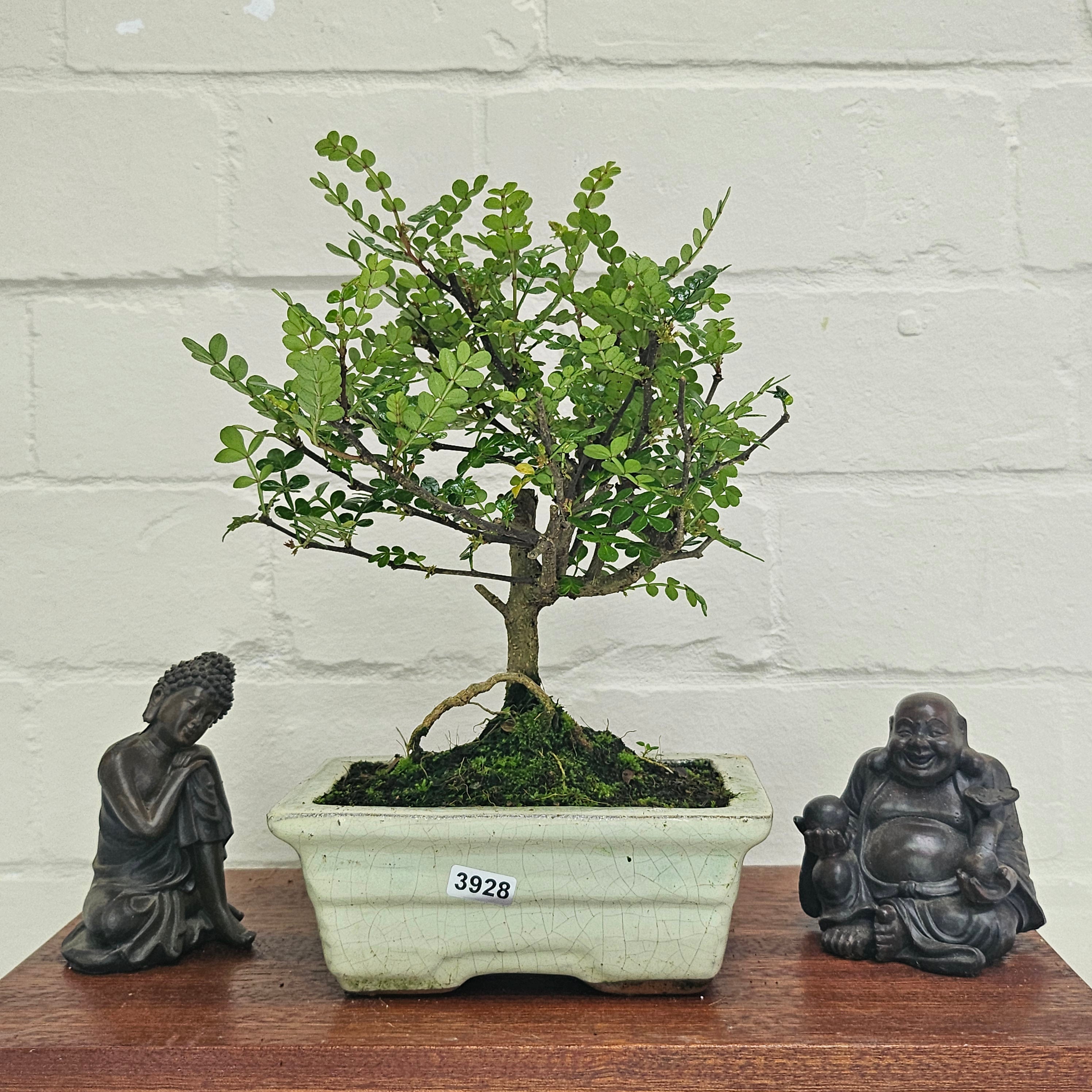 Chinese Pepper (Zanthoxylum Pipertum) Bonsai Tree | Broom | In 15cm Pot