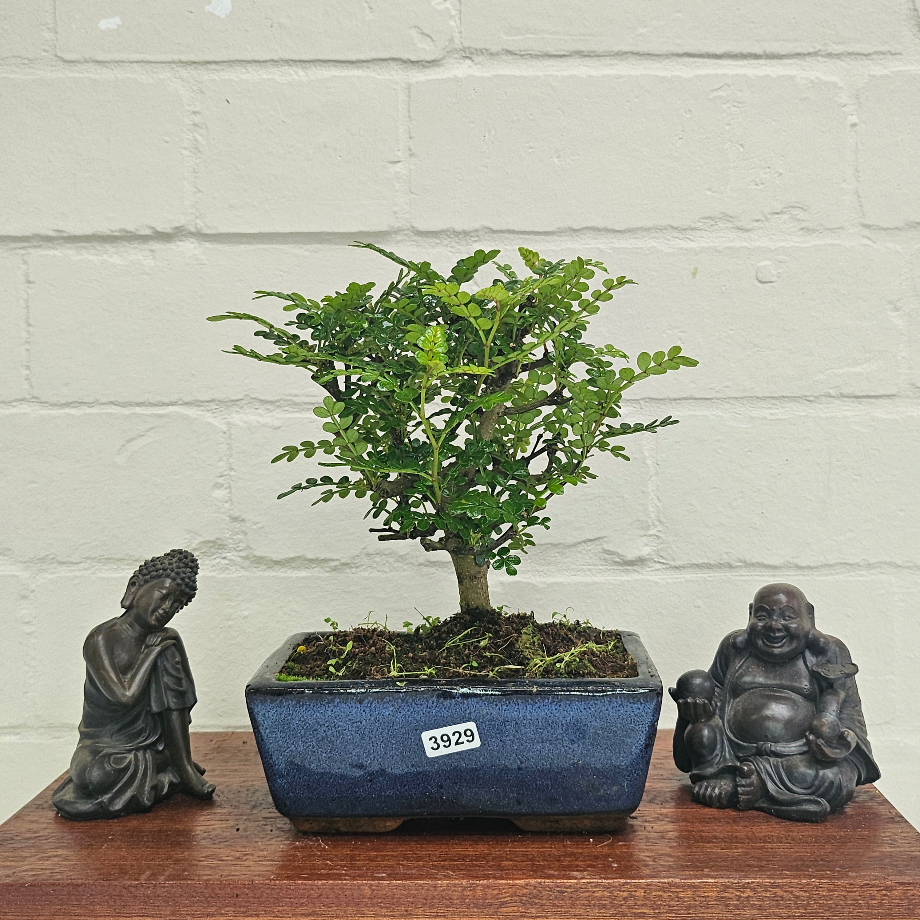 Chinese Pepper (Zanthoxylum Pipertum) Bonsai Tree | Broom | In 15cm Pot