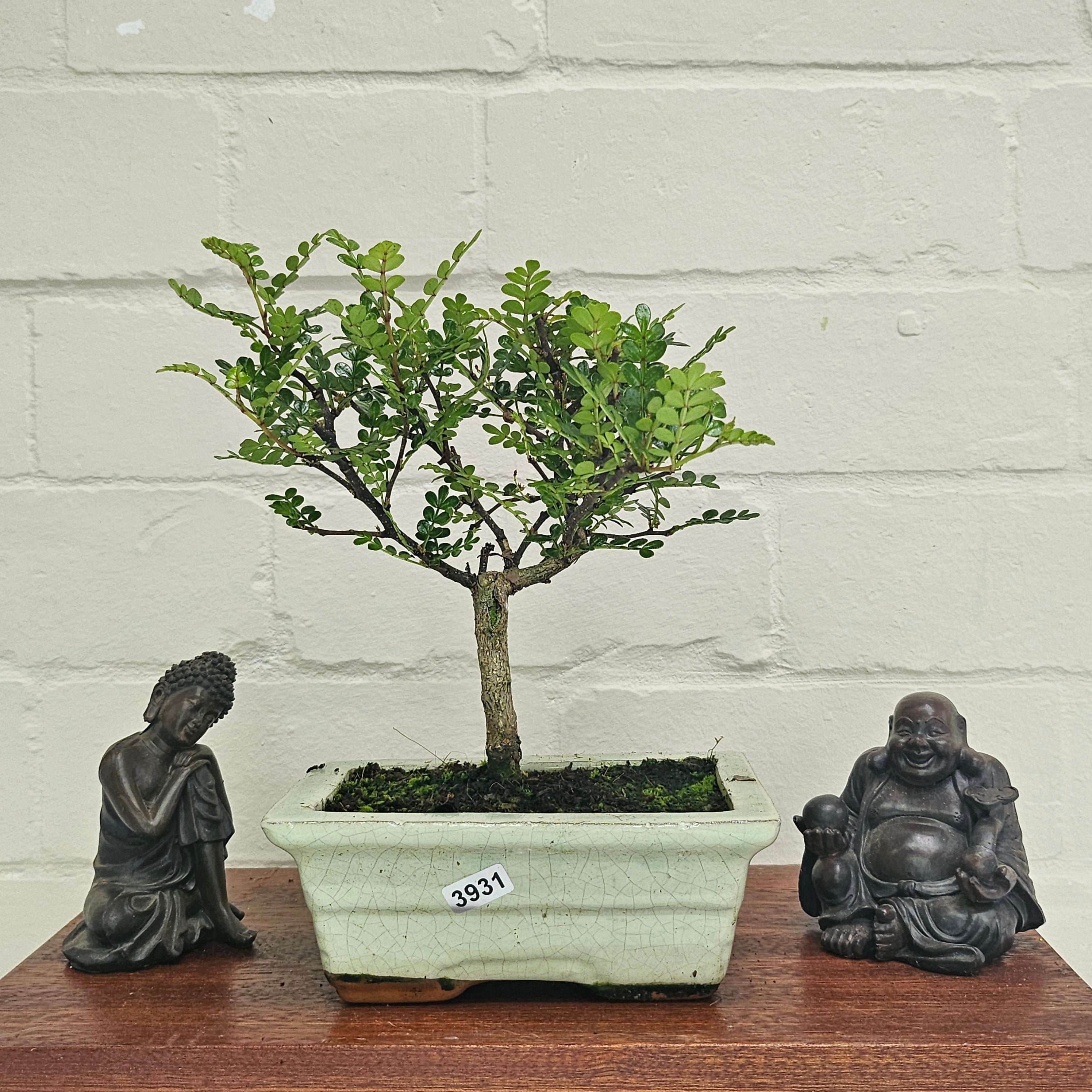 Chinese Pepper (Zanthoxylum Pipertum) Bonsai Tree | Broom | In 15cm Pot