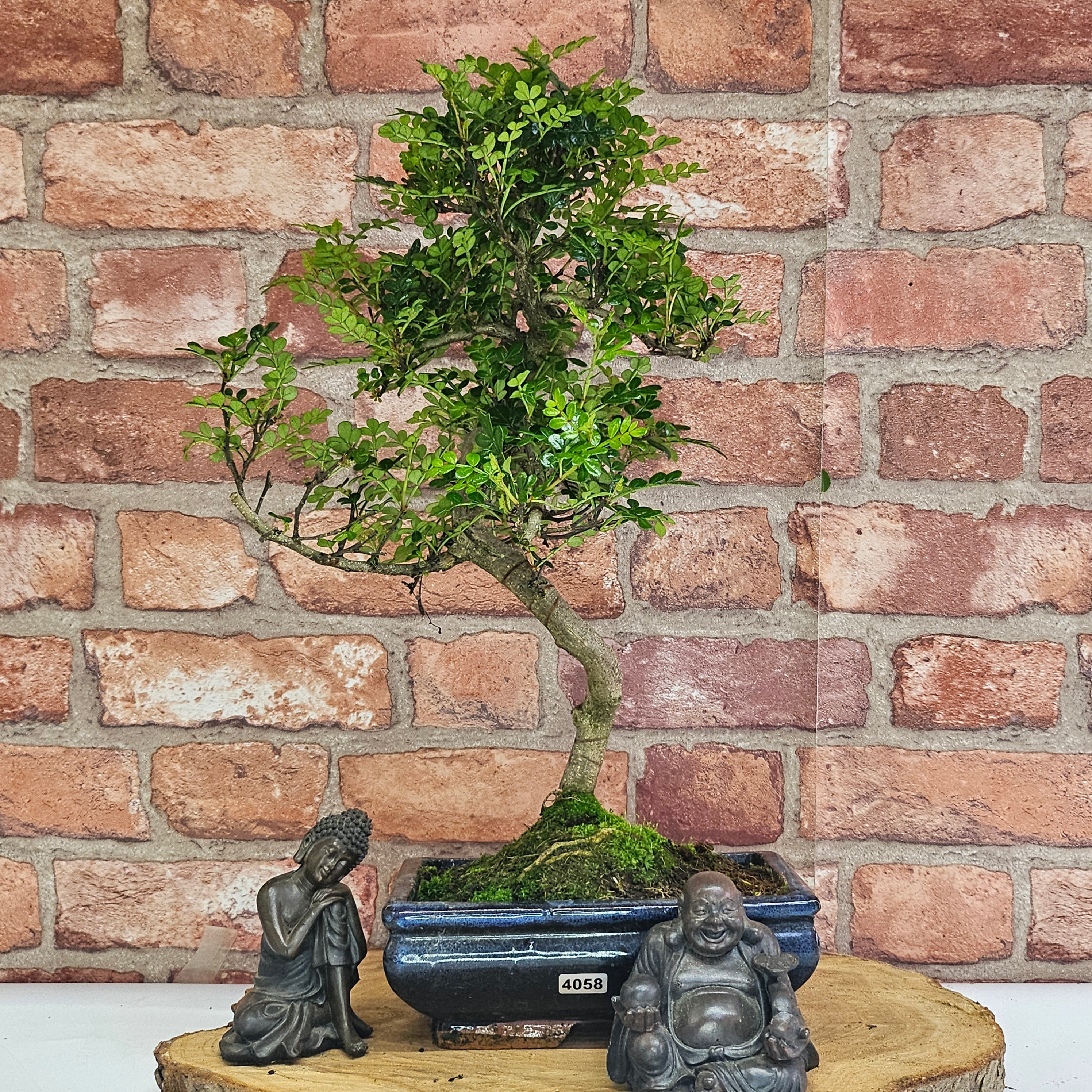 Chinese Pepper (Zanthoxylum Pipertum) Bonsai Tree | Shaped | In 20cm Pot