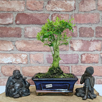 Chinese Privet (Ligustrum Sinense) Bonsai Tree | Broom | In 15cm Pot