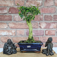 Chinese Privet (Ligustrum Sinense) Bonsai Tree | Broom | In 15cm Pot