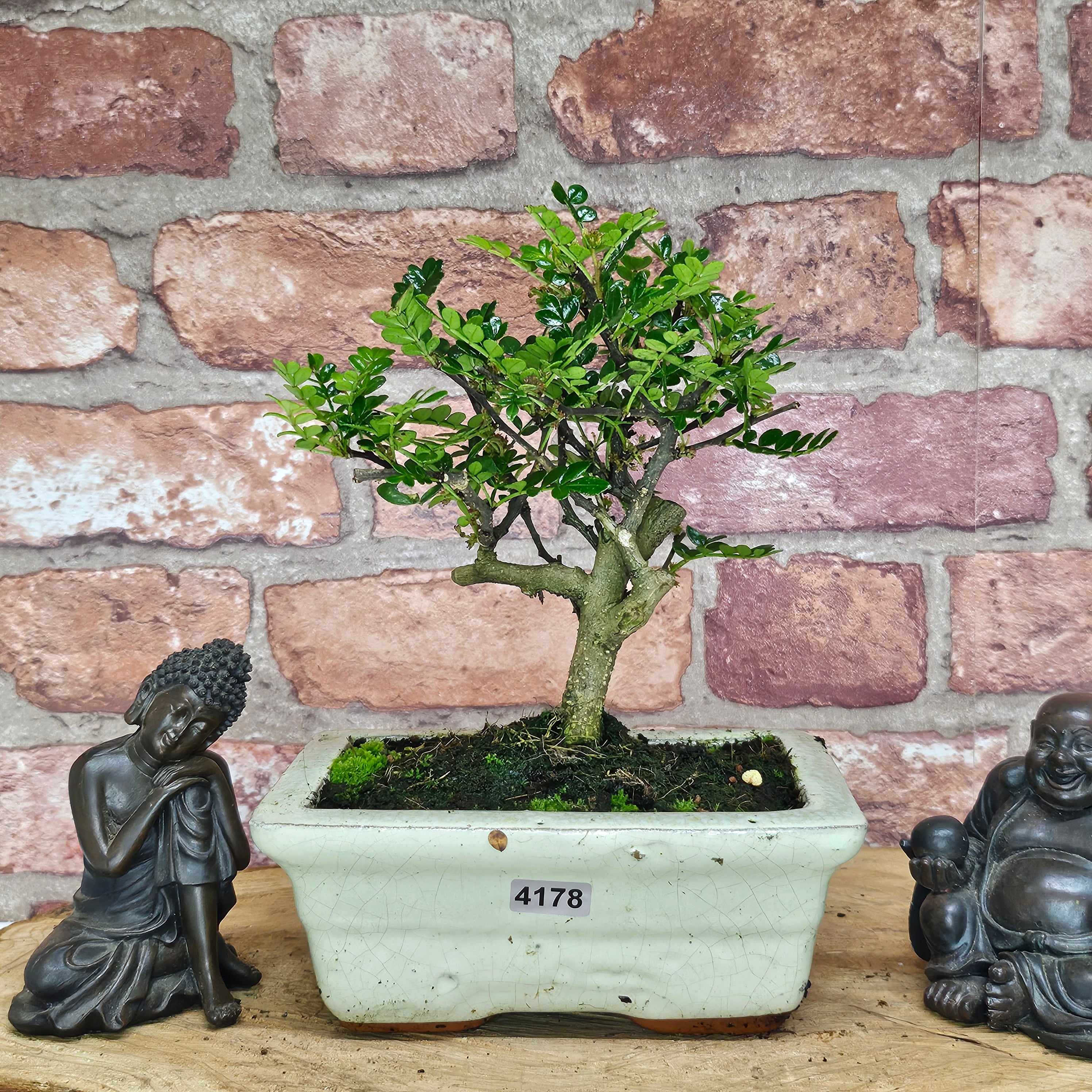 Chinese Pepper (Zanthoxylum Pipertum) Bonsai Tree | Broom | In 15cm Pot