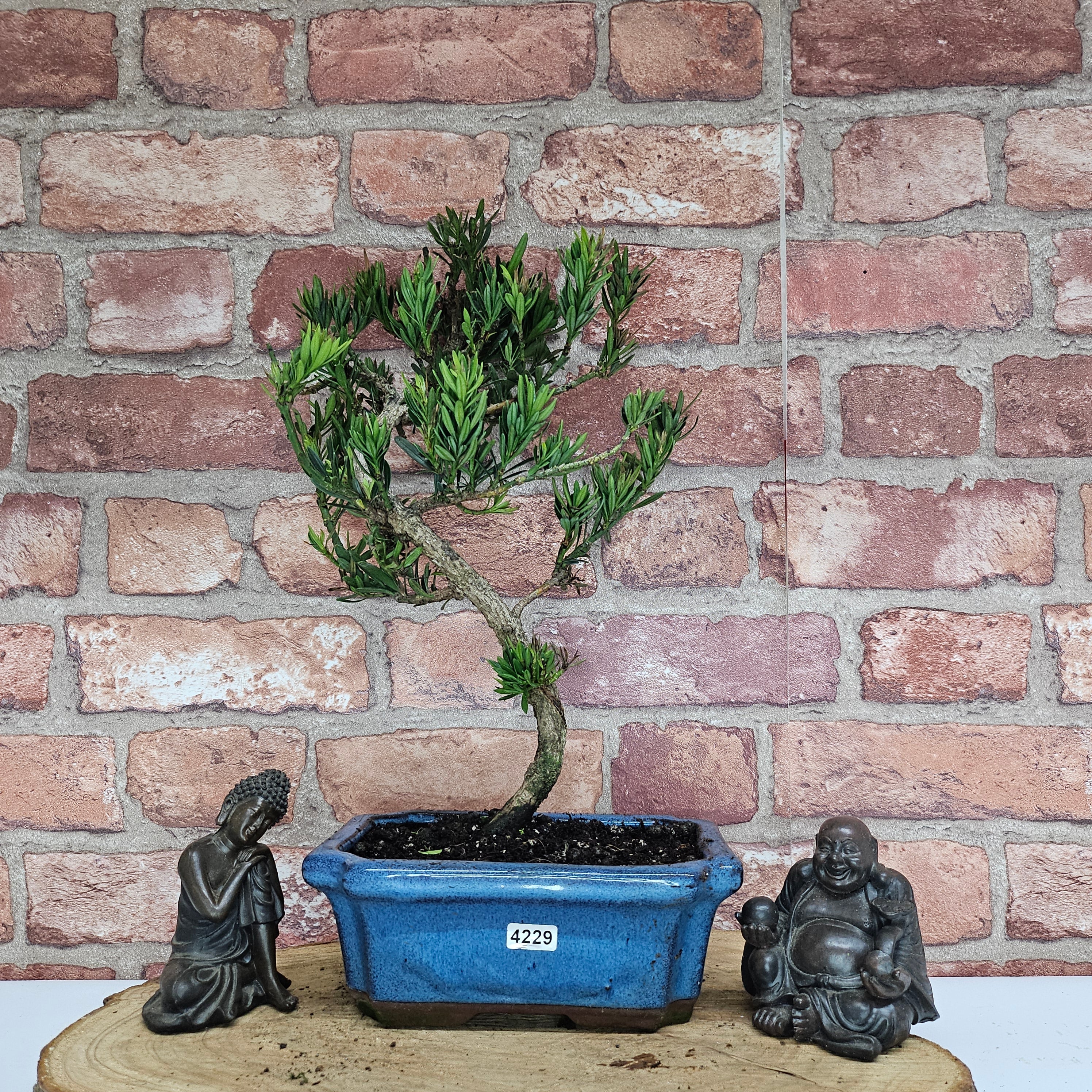 Buddhist Pine (Podocarpus Micro) Bonsai Tree | Shaped | In 20cm Pot