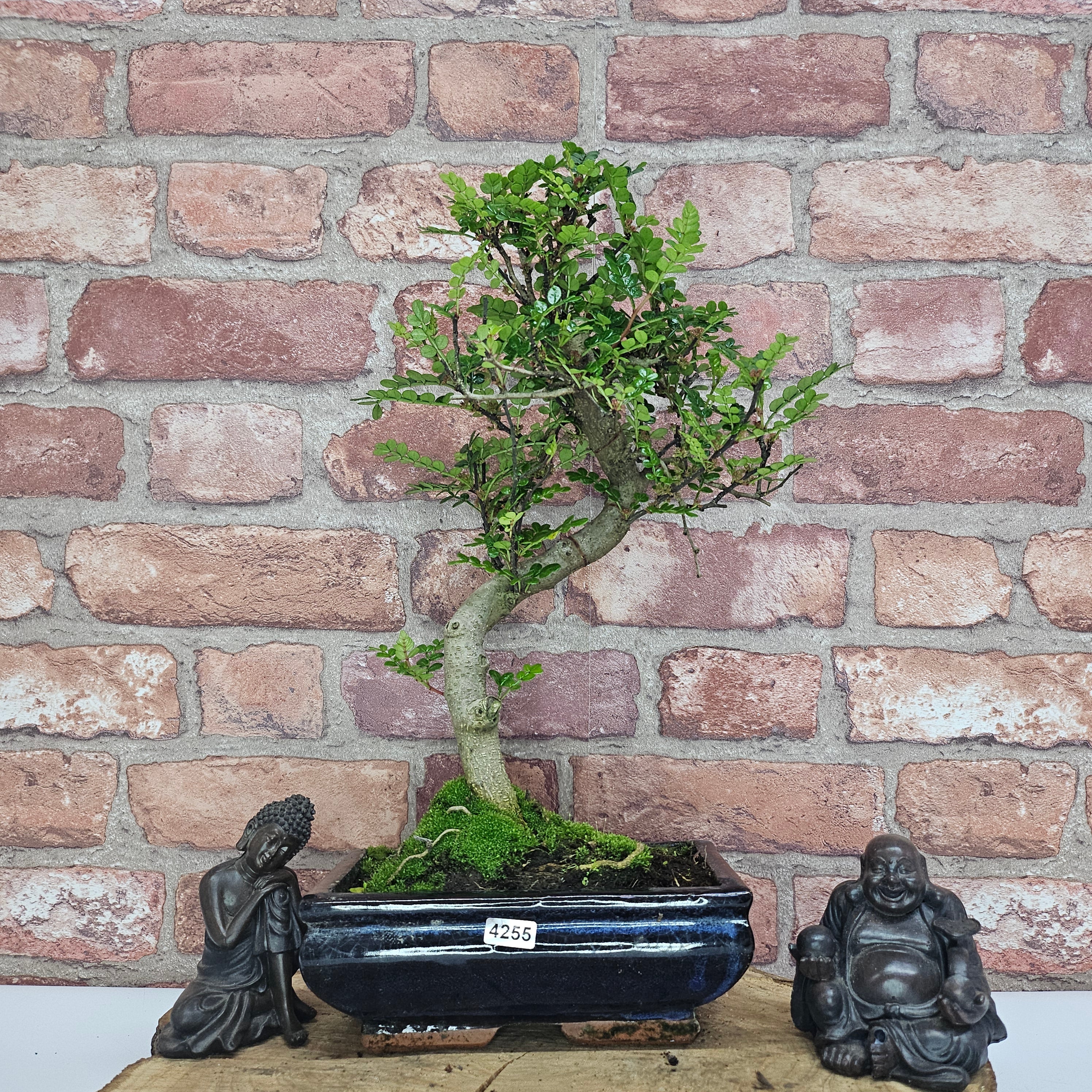 Chinese Pepper (Zanthoxylum Pipertum) Bonsai Tree | Shaped | In 20cm Pot