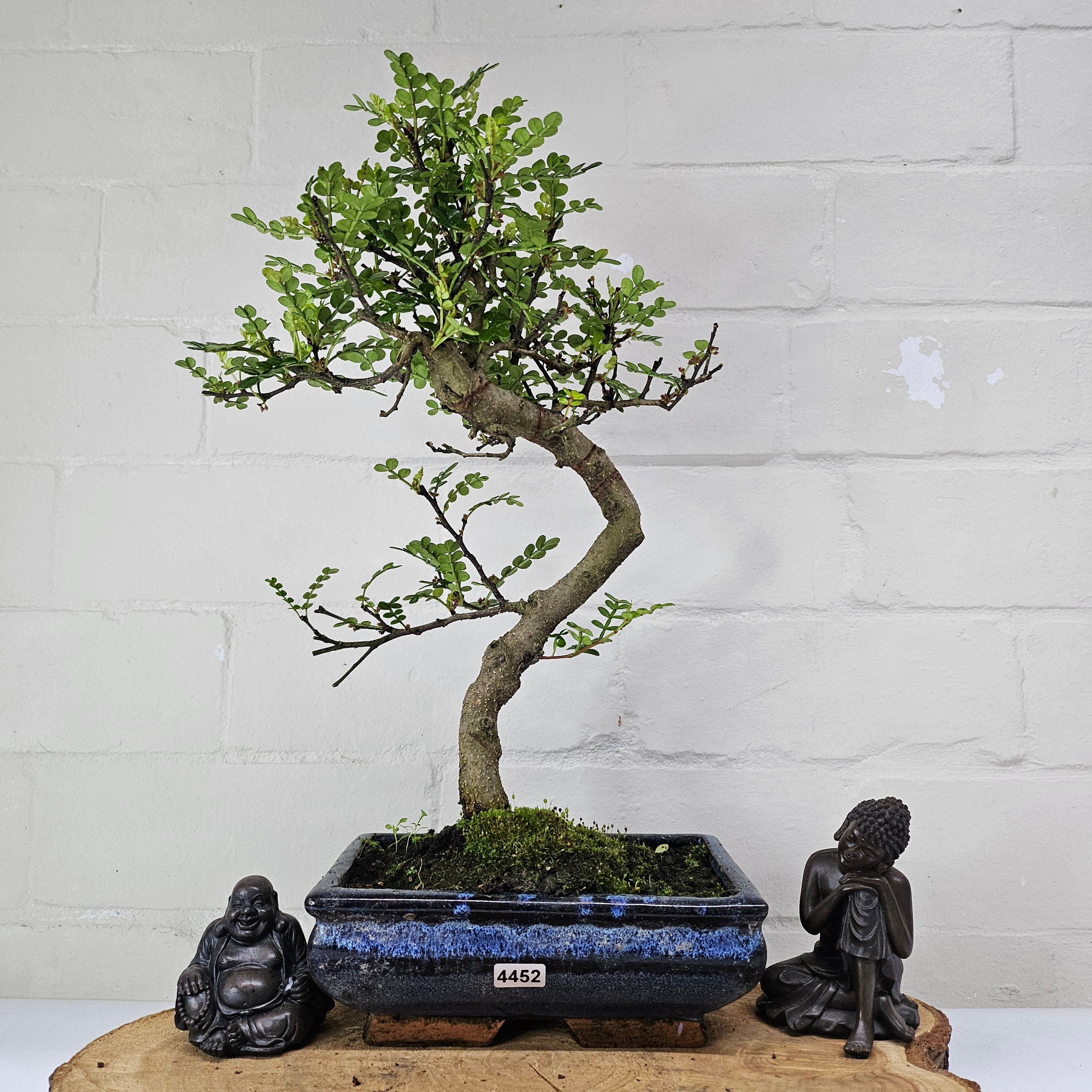 Chinese Pepper (Zanthoxylum Pipertum) Bonsai Tree | Shaped | In 20cm Pot